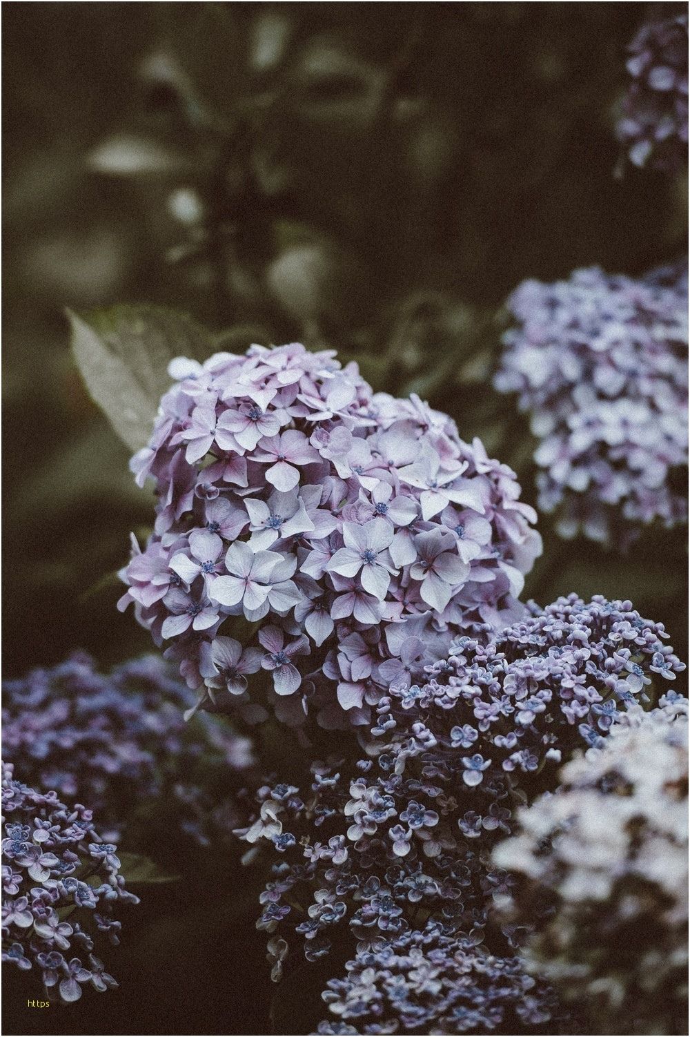 Tumblr Wallpaper Flowers