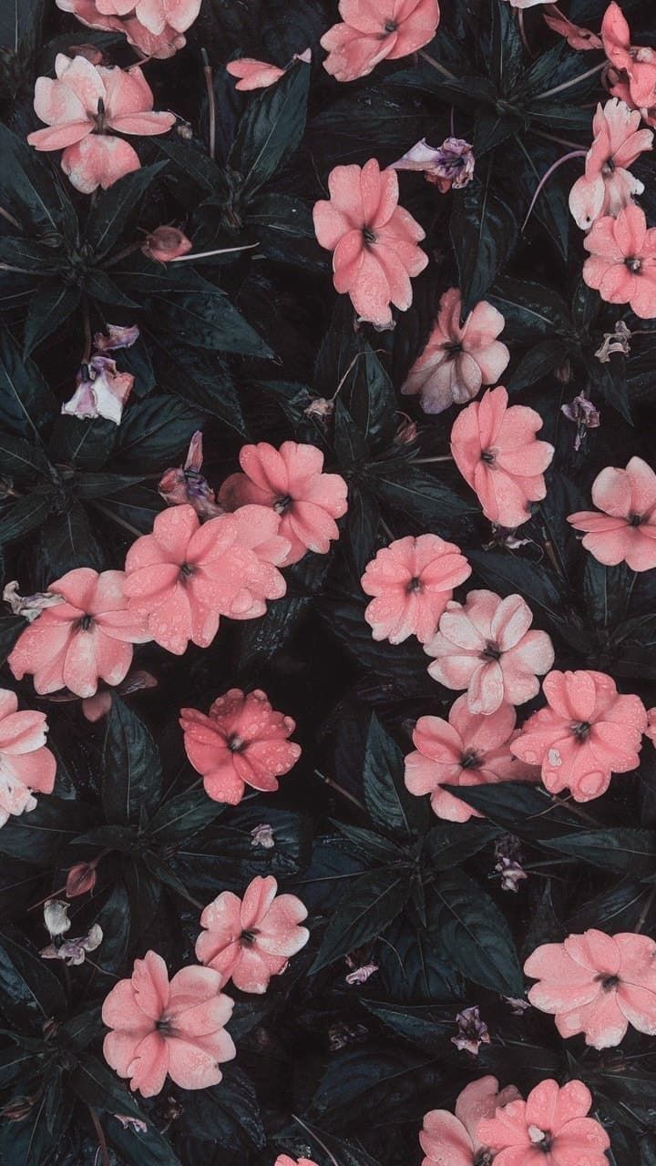 aesthetic #beautiful #art #flowers #nature #alternative #tumblr #cute #photogra. time. Flower iphone wallpaper, Sunflower wallpaper, Flower phone wallpaper