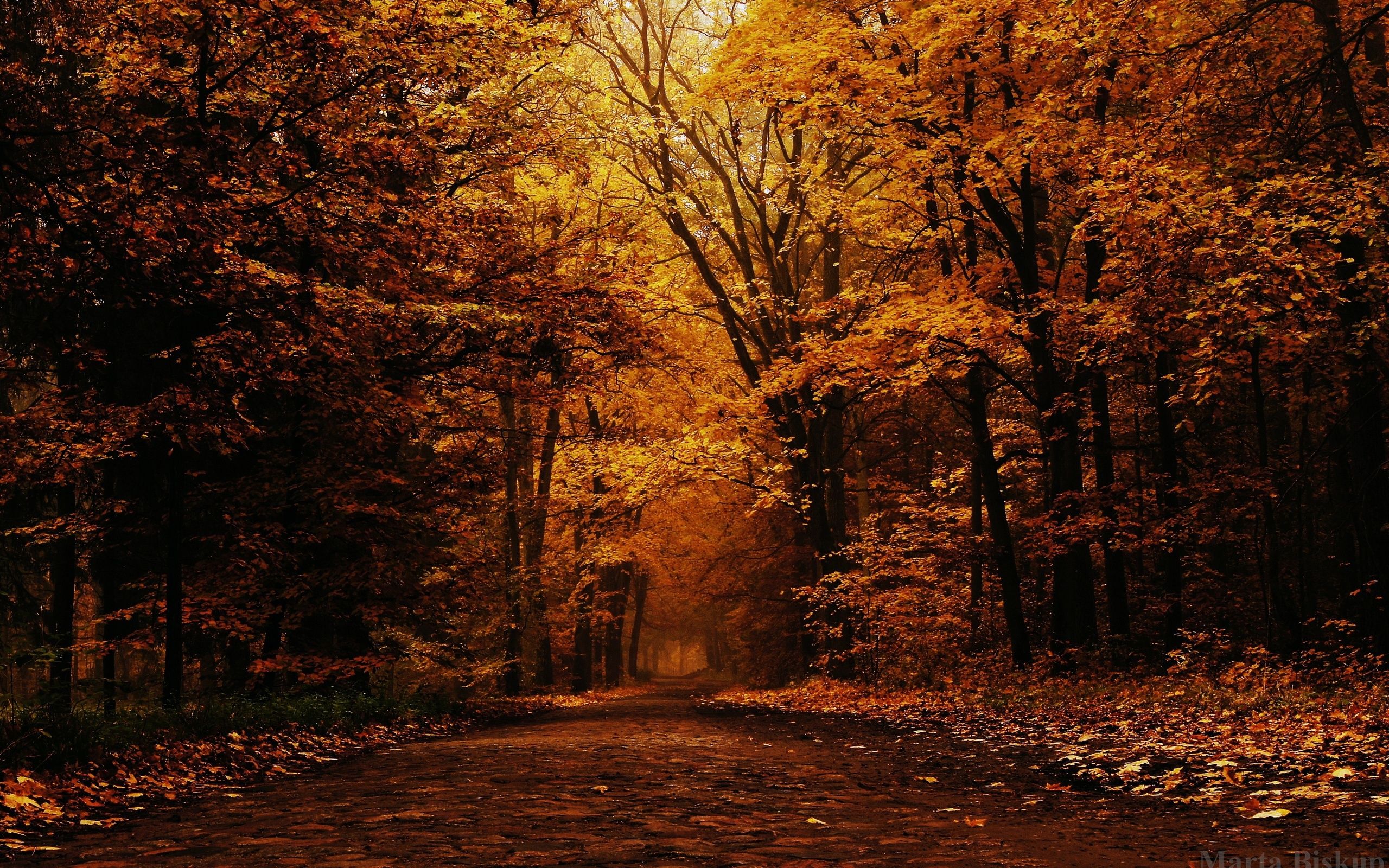 Dense forest in autumn wallpaper and image, picture, photo
