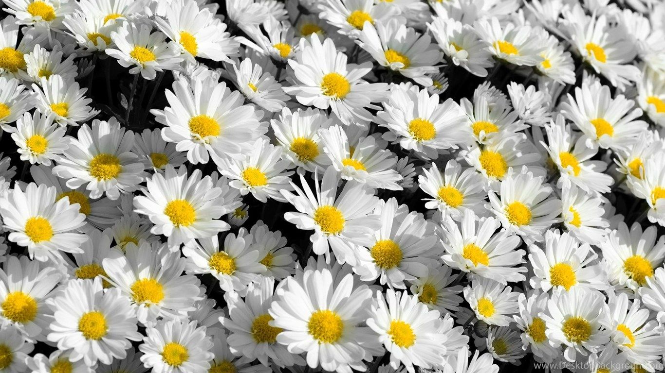 Flower Wallpaper Tumblr Collection Desktop Background