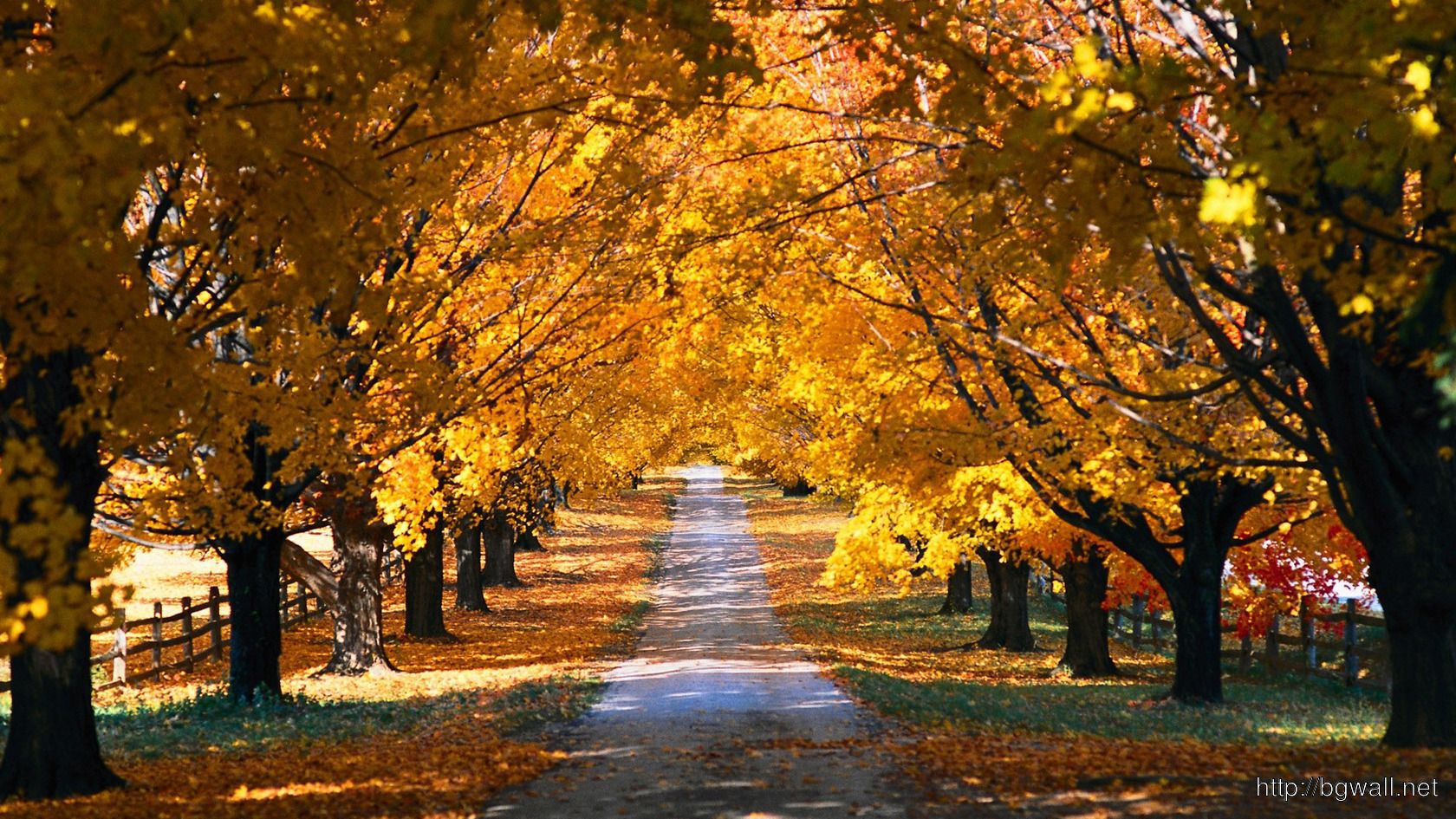 Country Road In The Fall Wallpaper Wallpaper & Background Download
