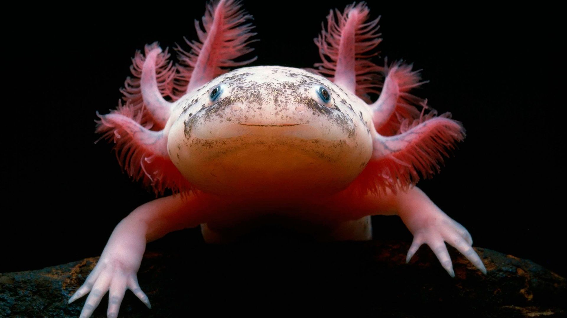 Wallpaper Cute axolotl, Mexican Salamander 2560x1440 QHD Picture, Image