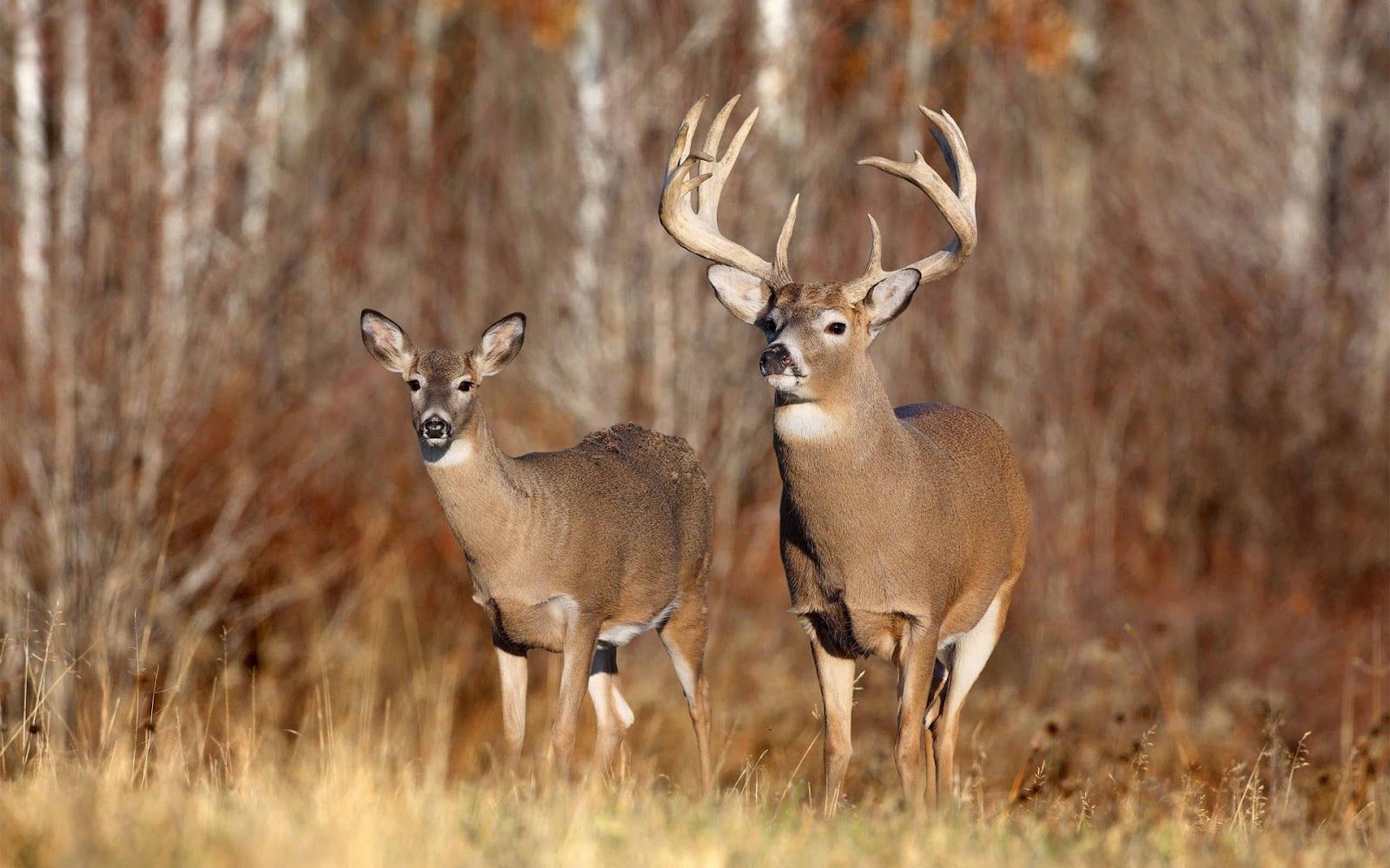 Deer Wallpaper Free. Deer wallpaper, Whitetail deer hunting, Hunting background