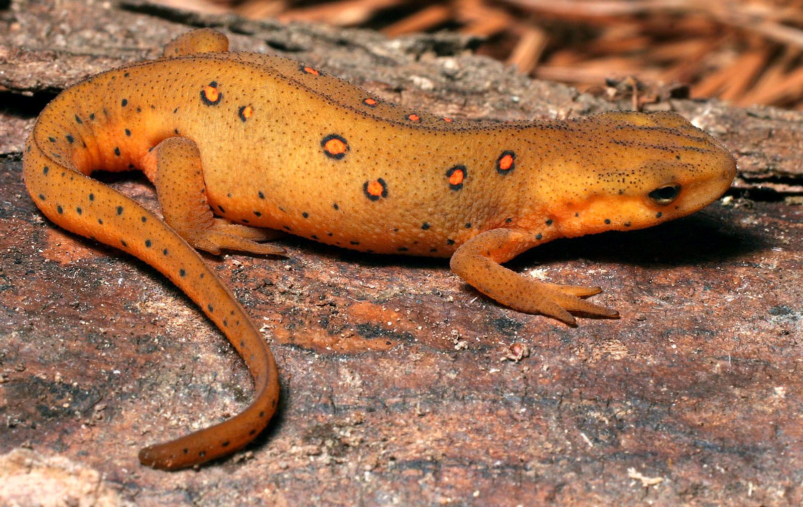 Newts Wallpaper Cute and Docile