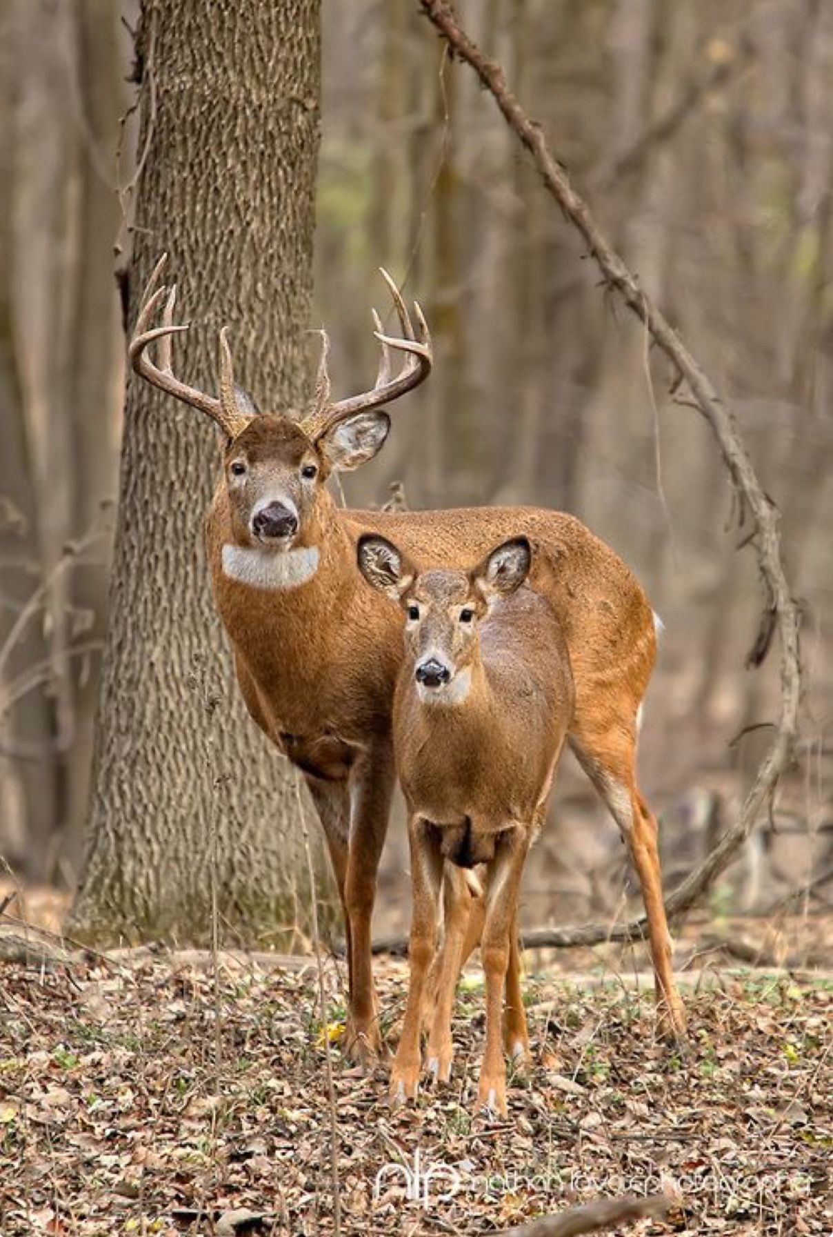 Whitetail buck and doe—a handsome couple!. Whitetail deer picture, Whitetail deer, Deer photo