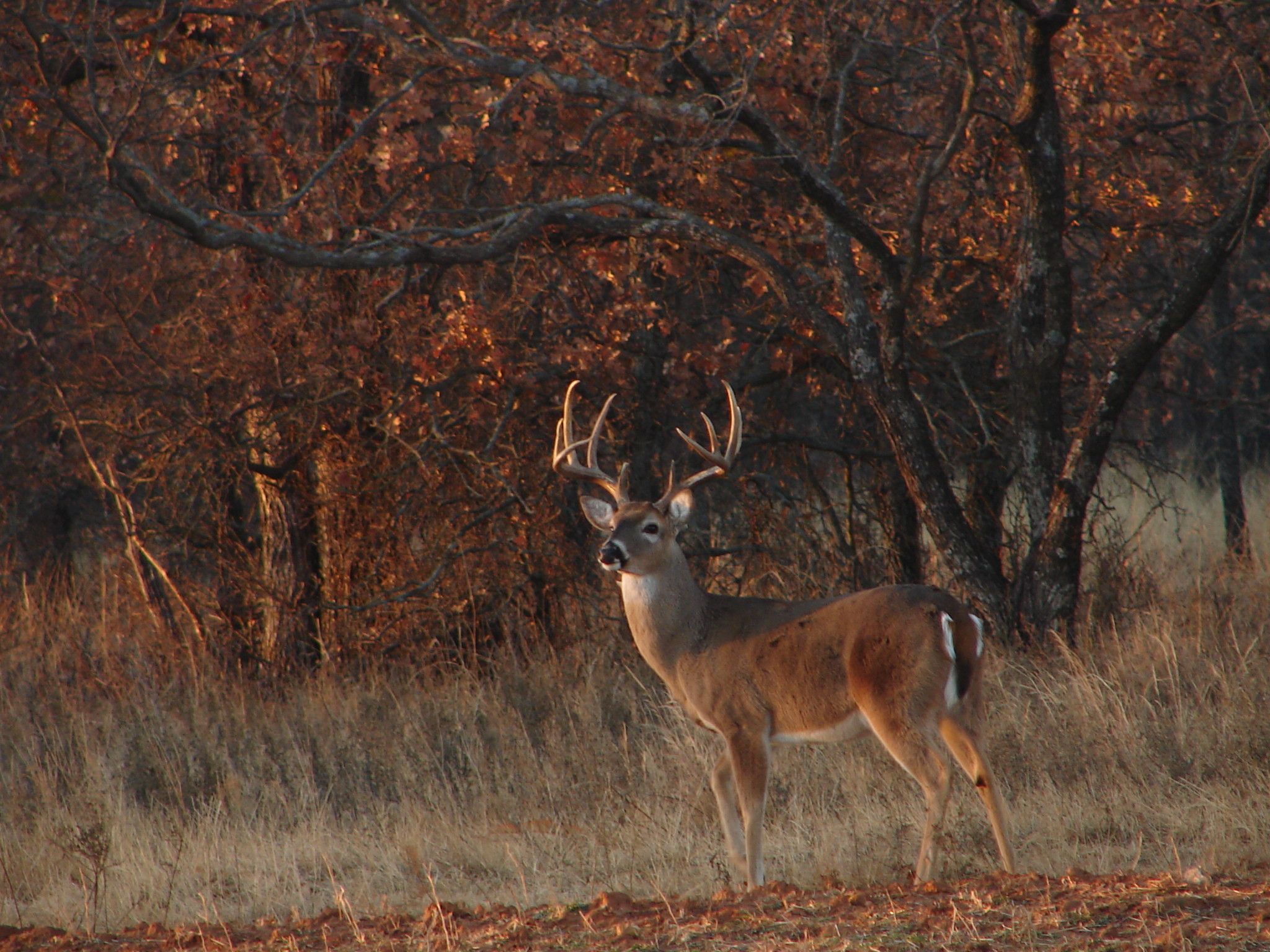 Big Buck Wallpaper