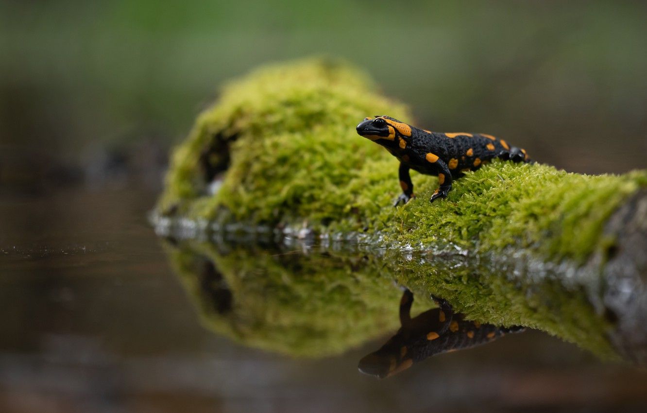 Cute Salamander Wallpapers - Wallpaper Cave