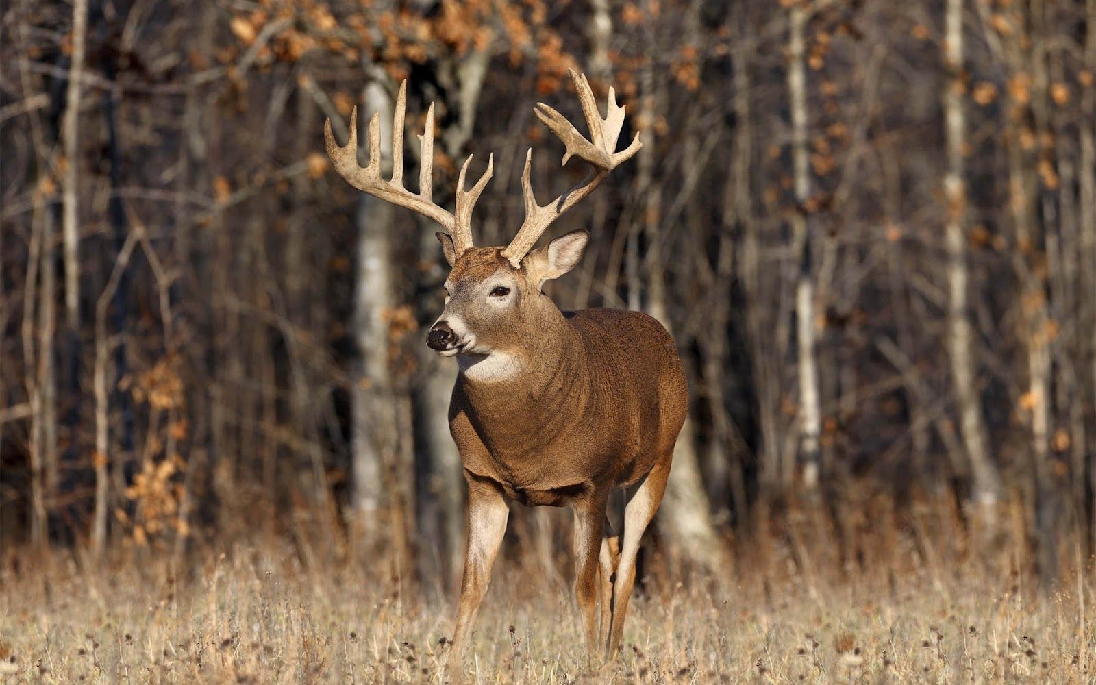 White Tailed Deer Wallpaper. White Tailed Deer Wallpaper, White Tailed Eagle Wallpaper And White Tailed Deer Snow Wallpaper