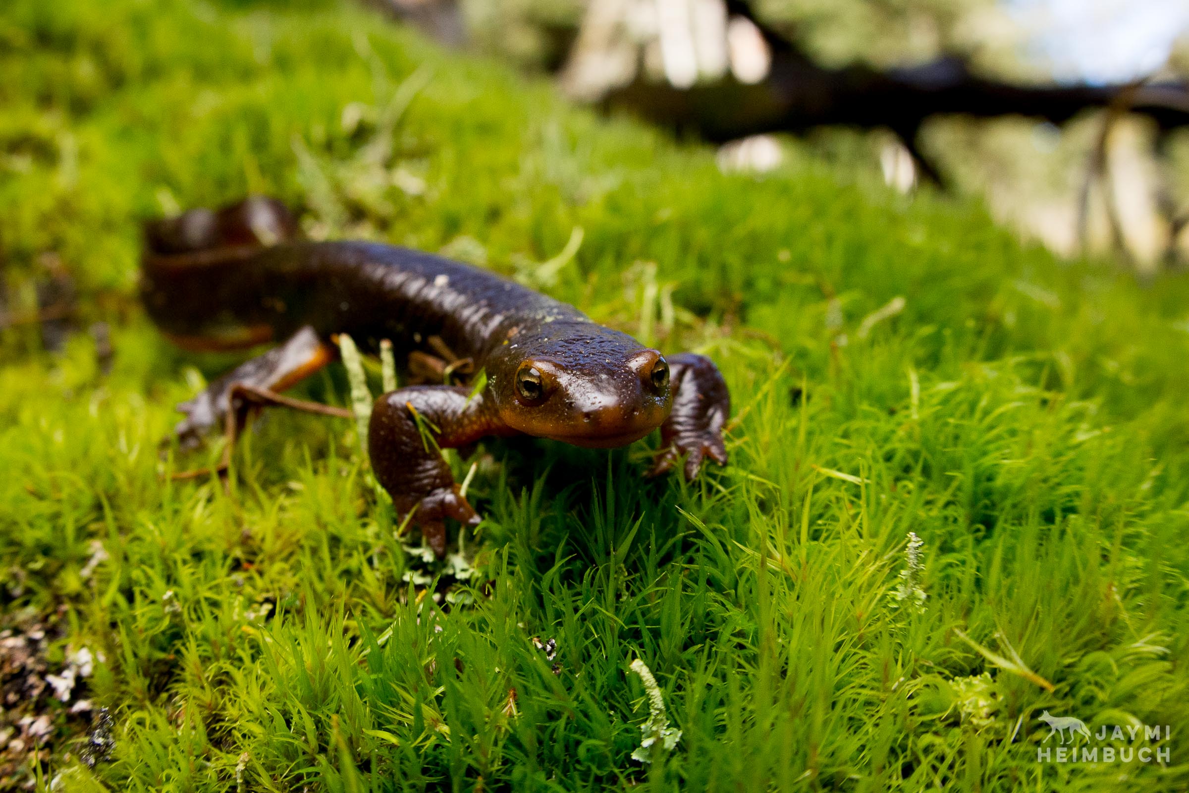 Can A Newt Kill You Newt Wallpaper & Background Download