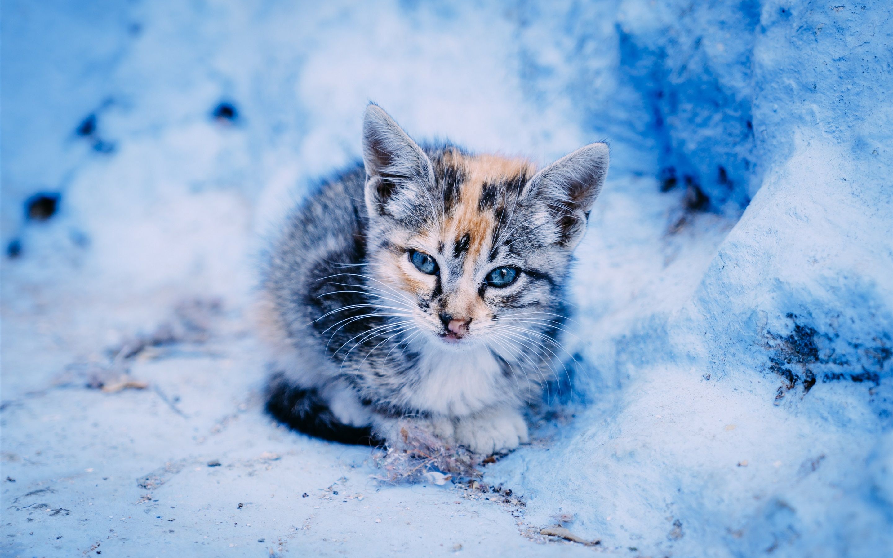 Wallpaper Cute kitten in the snow, winter 2880x1800 HD Picture, Image