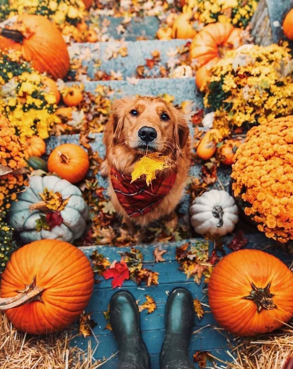 Thanksgiving Animal Wallpapers - Wallpaper Cave
