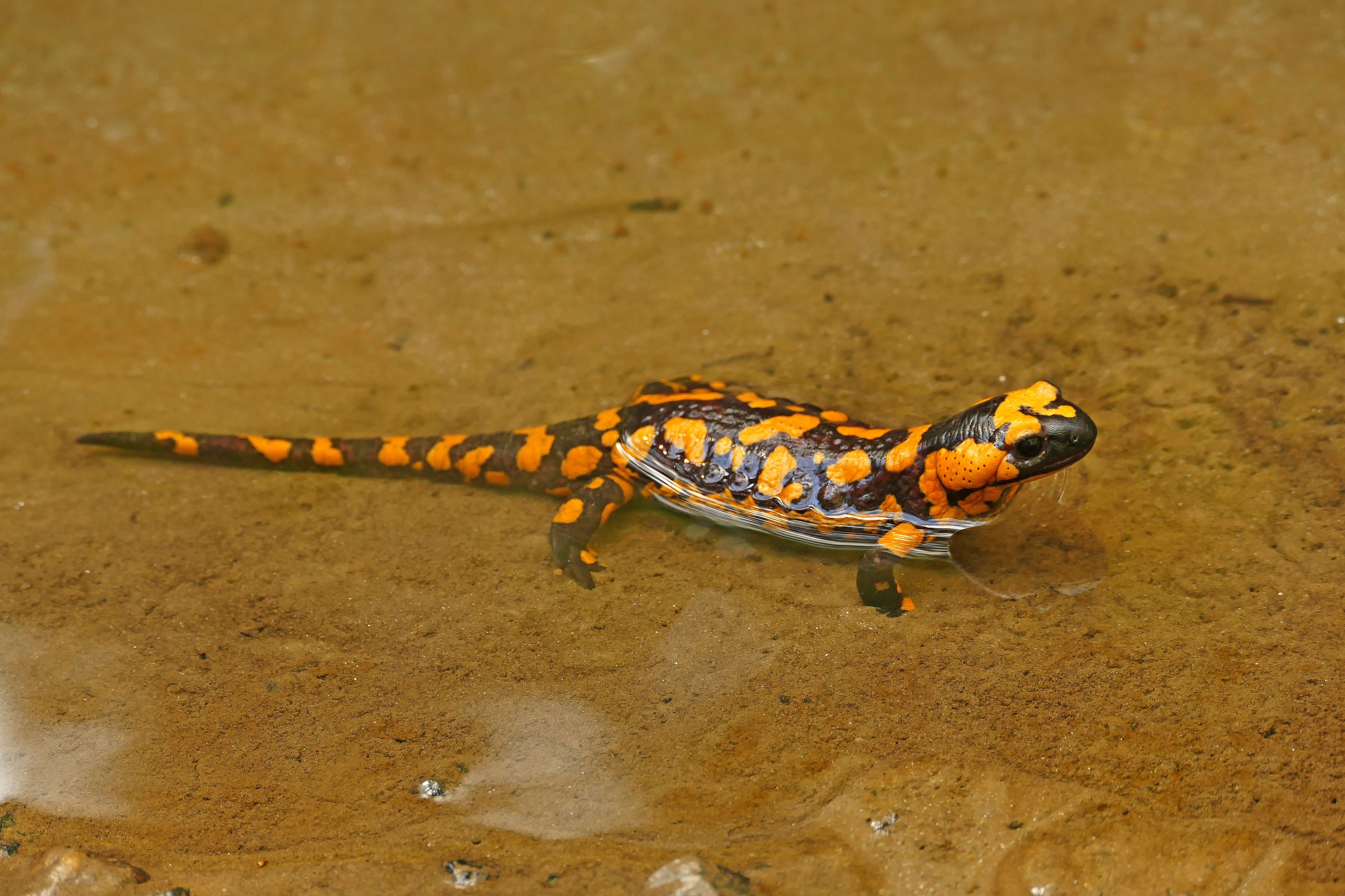 Orange Fire Salamander 5K UHD Wallpaper