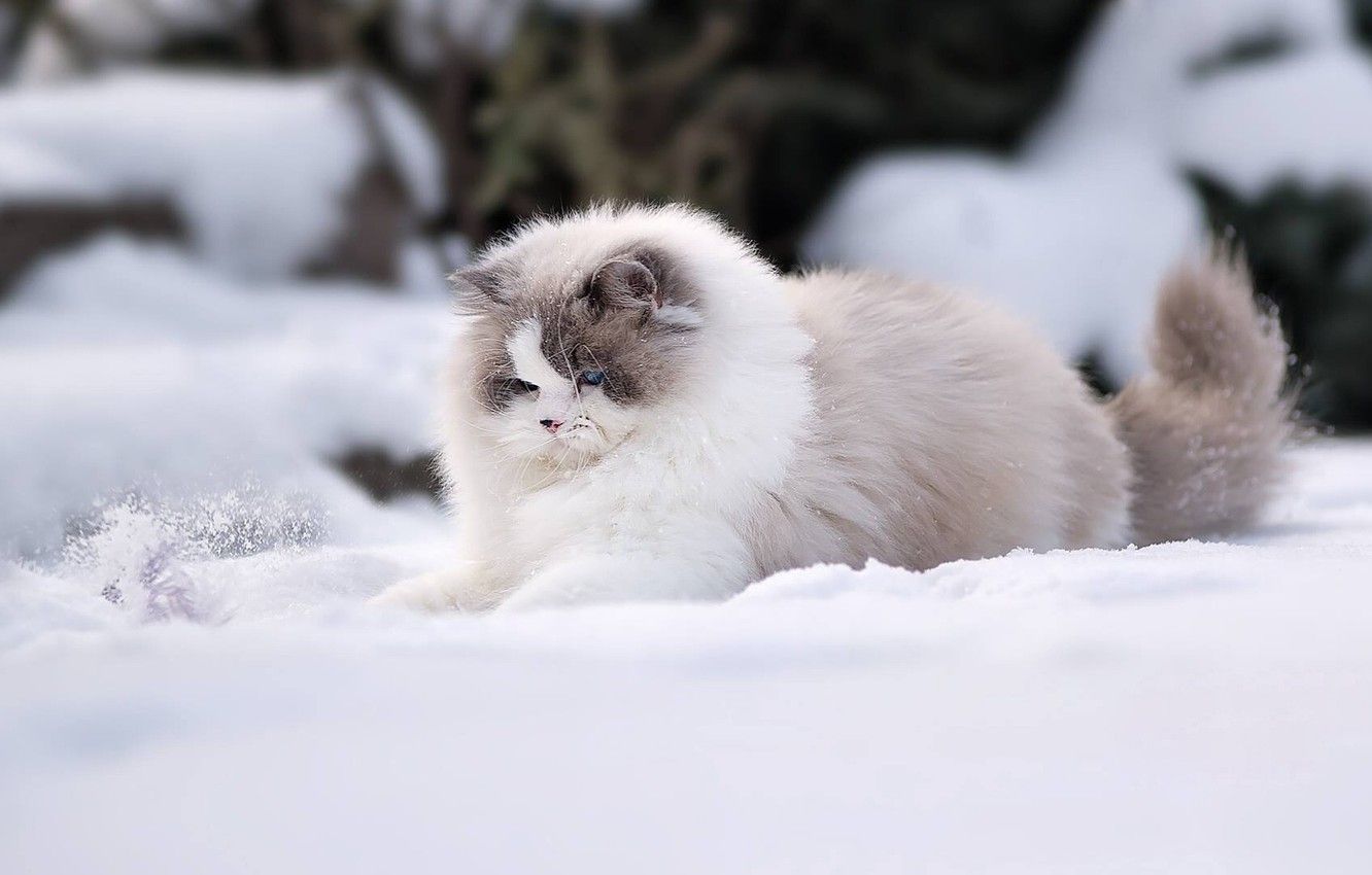 Wallpaper winter, cat, snow, fluffy, Ragdoll image for desktop, section кошки