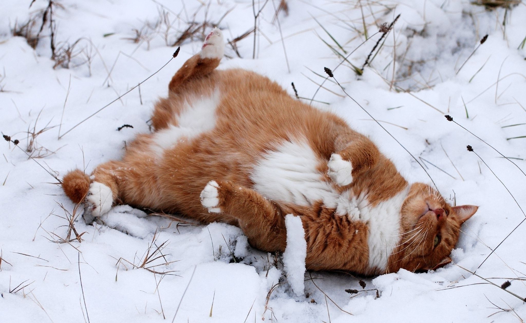 animals, Cat, Snow, Winter Wallpaper HD / Desktop and Mobile Background
