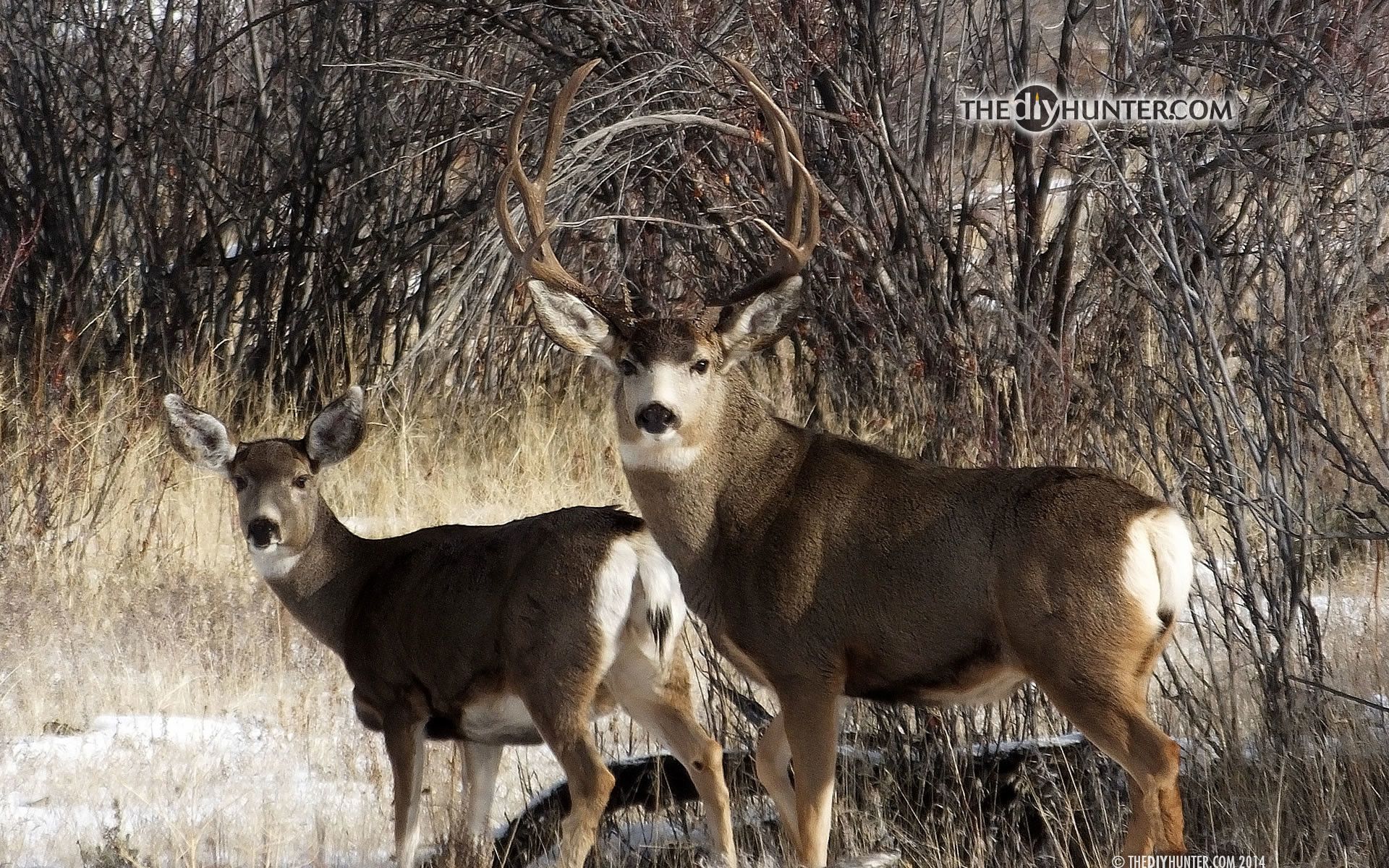 Whitetail Deer Wallpaper Screensaver