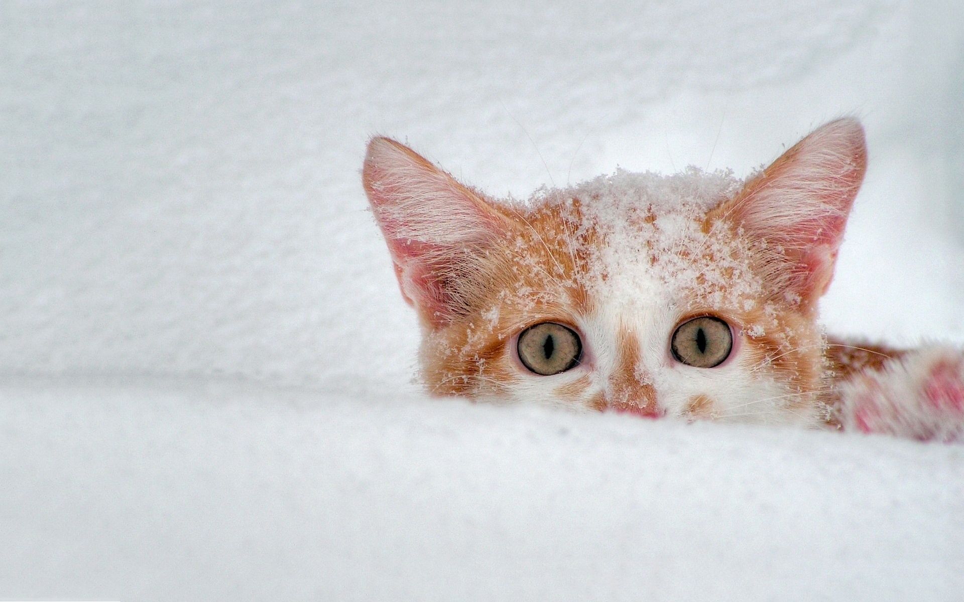 cat snow Desktop Wallpaperk HD