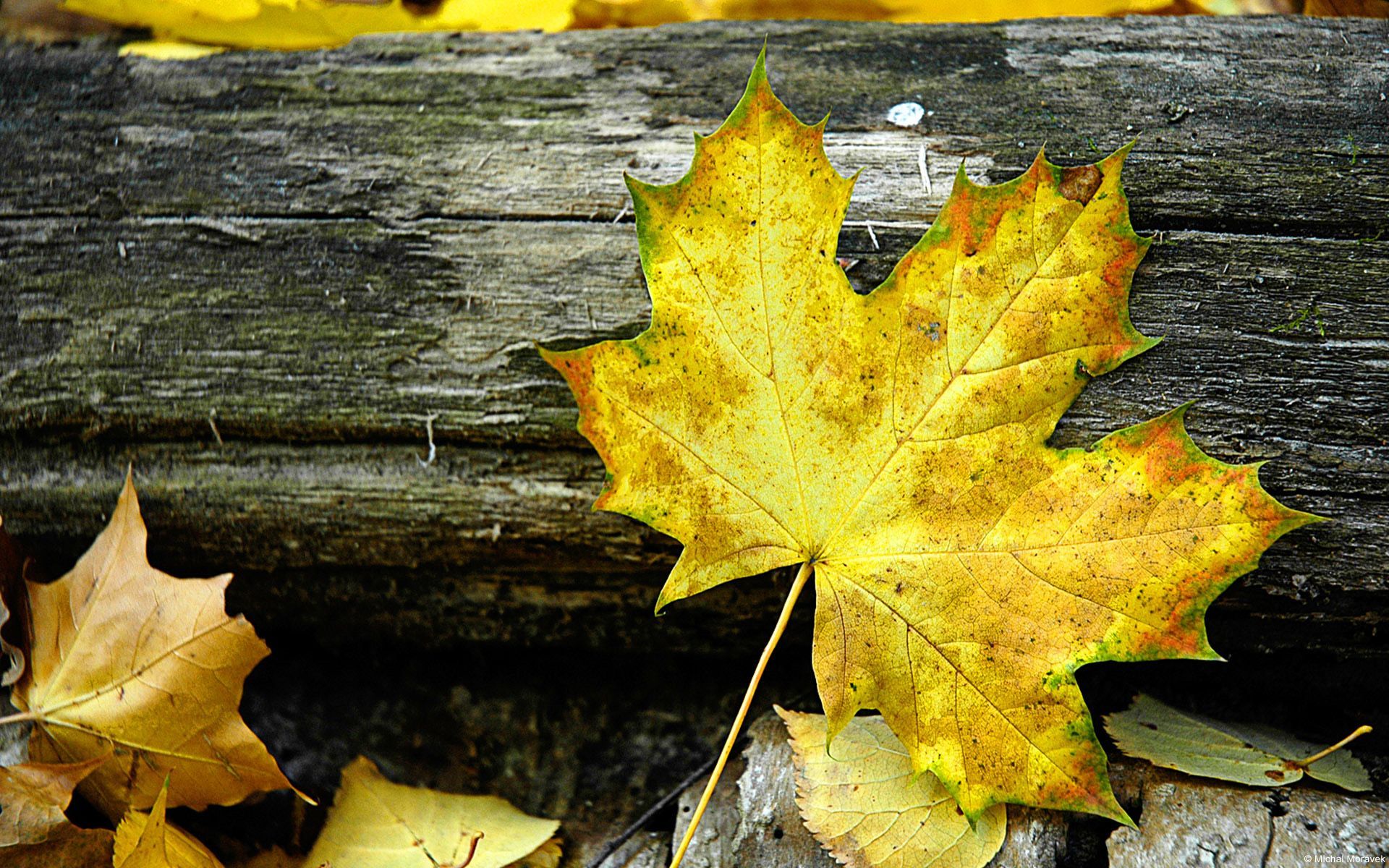 Downloads for Windows. Hojas de otoño, Fotografía macro naturaleza, Hojas