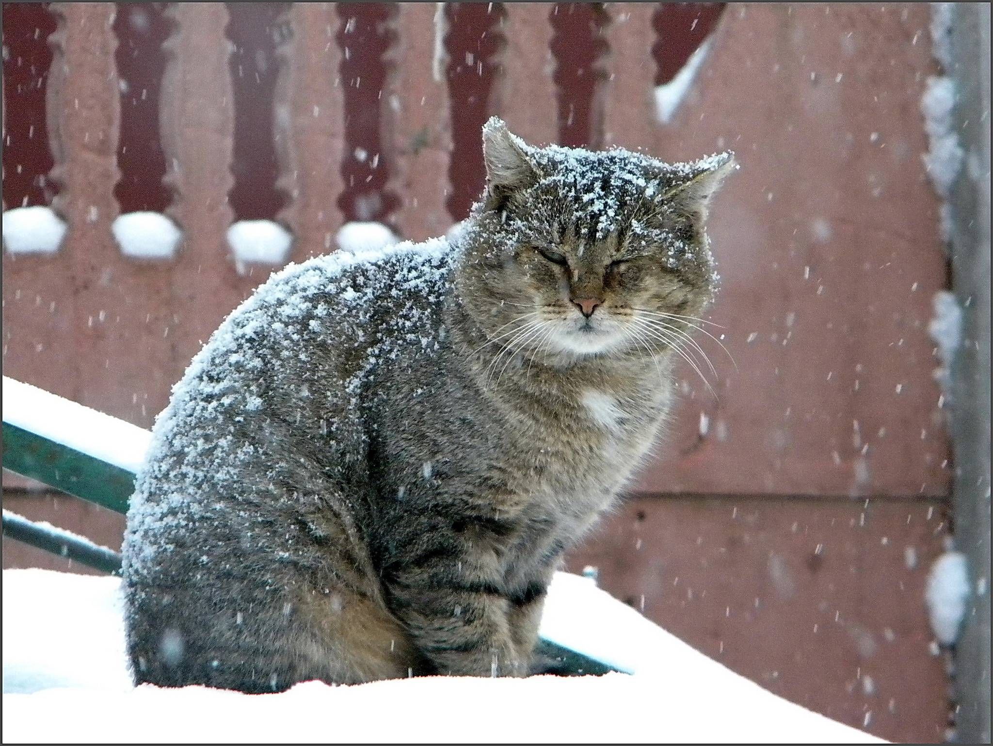 covered with snow Wallpaper. Cats, Winter cat, Animals