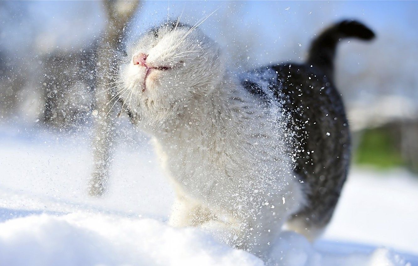 Wallpaper cat, mustache, snow, snow, paws, blur, tail, shower, cat, Tomcat, snowy, Amateur, takes, bokeh., chill, winter image for desktop, section кошки