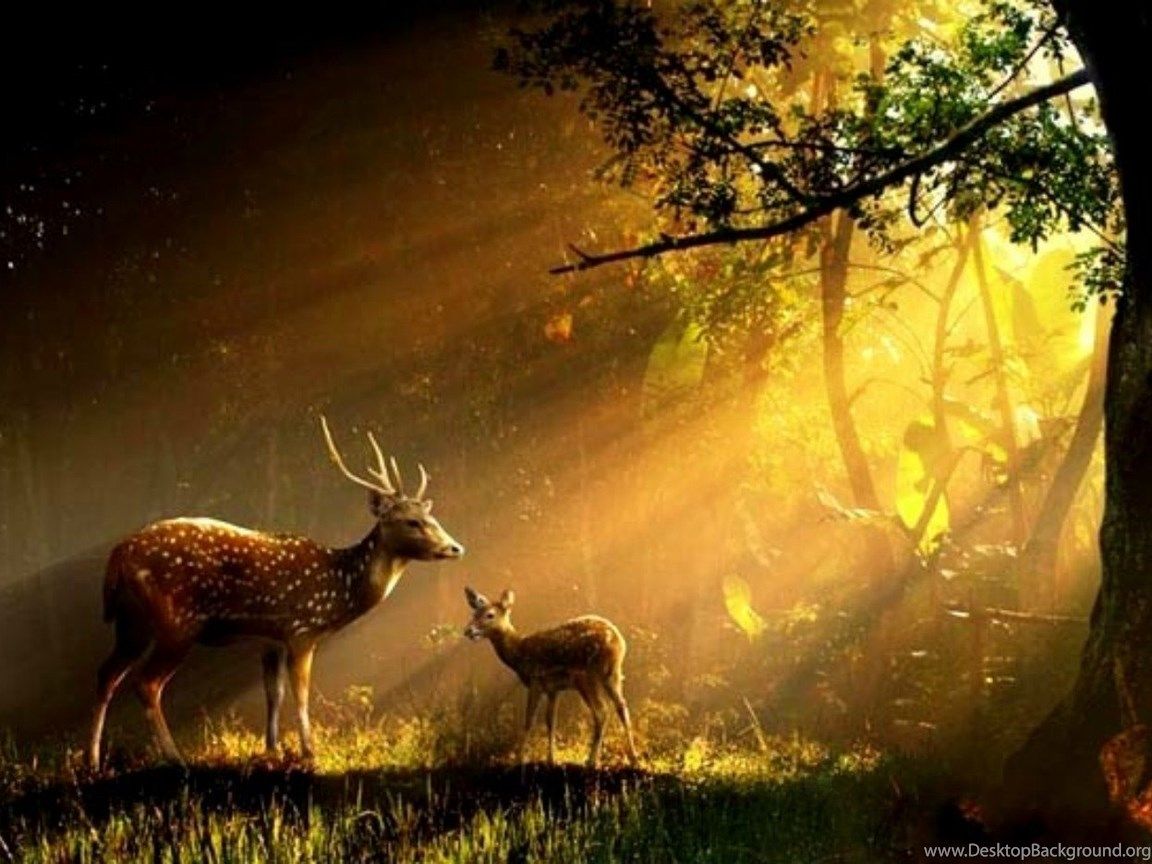 Beautiful Rays Animals Buck Deer Doe Forest Grass Sun HD Wallpaper Desktop Background