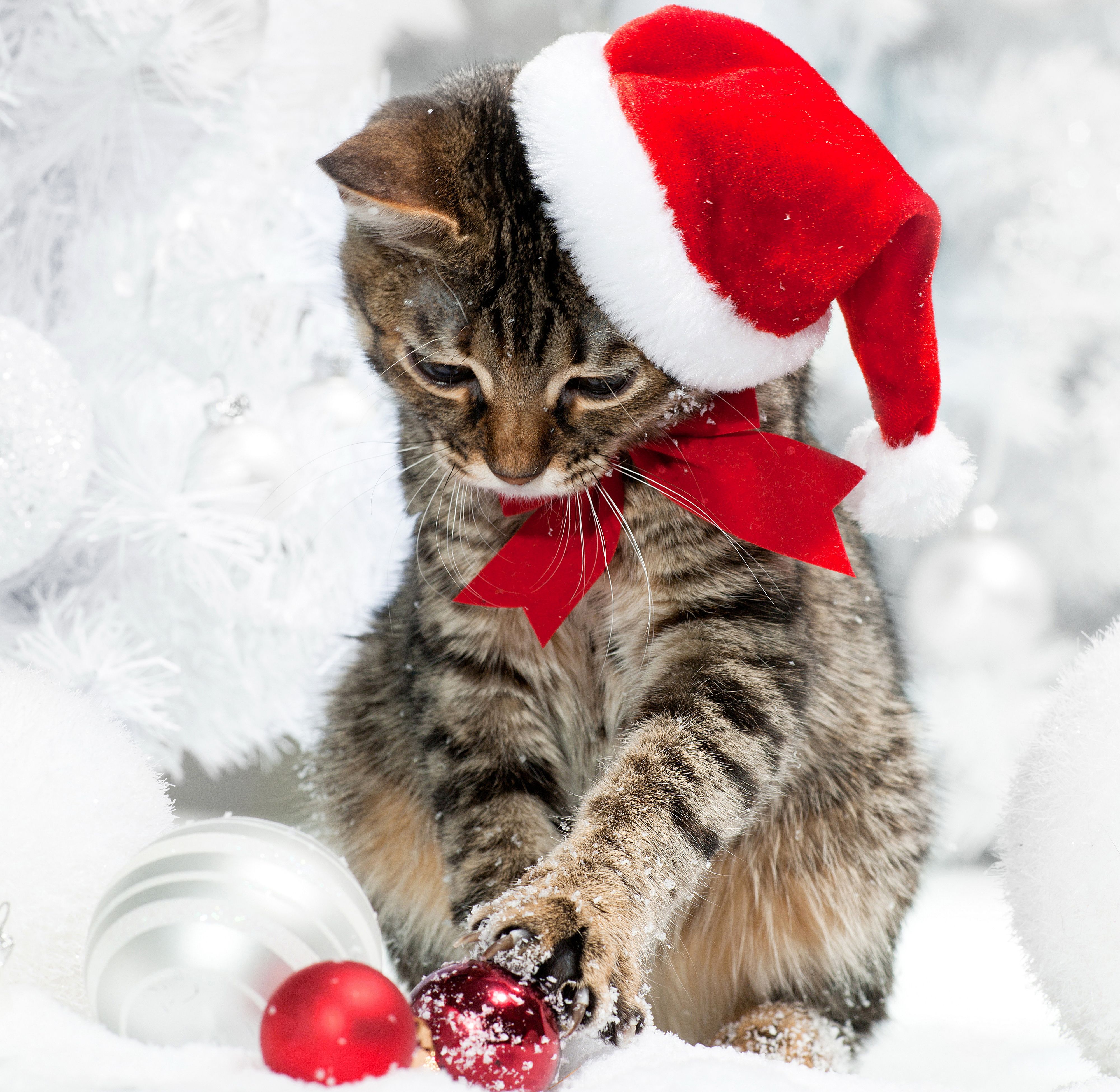 Wallpaper kitty cat cat Christmas Winter hat Balls bow 4000x3900