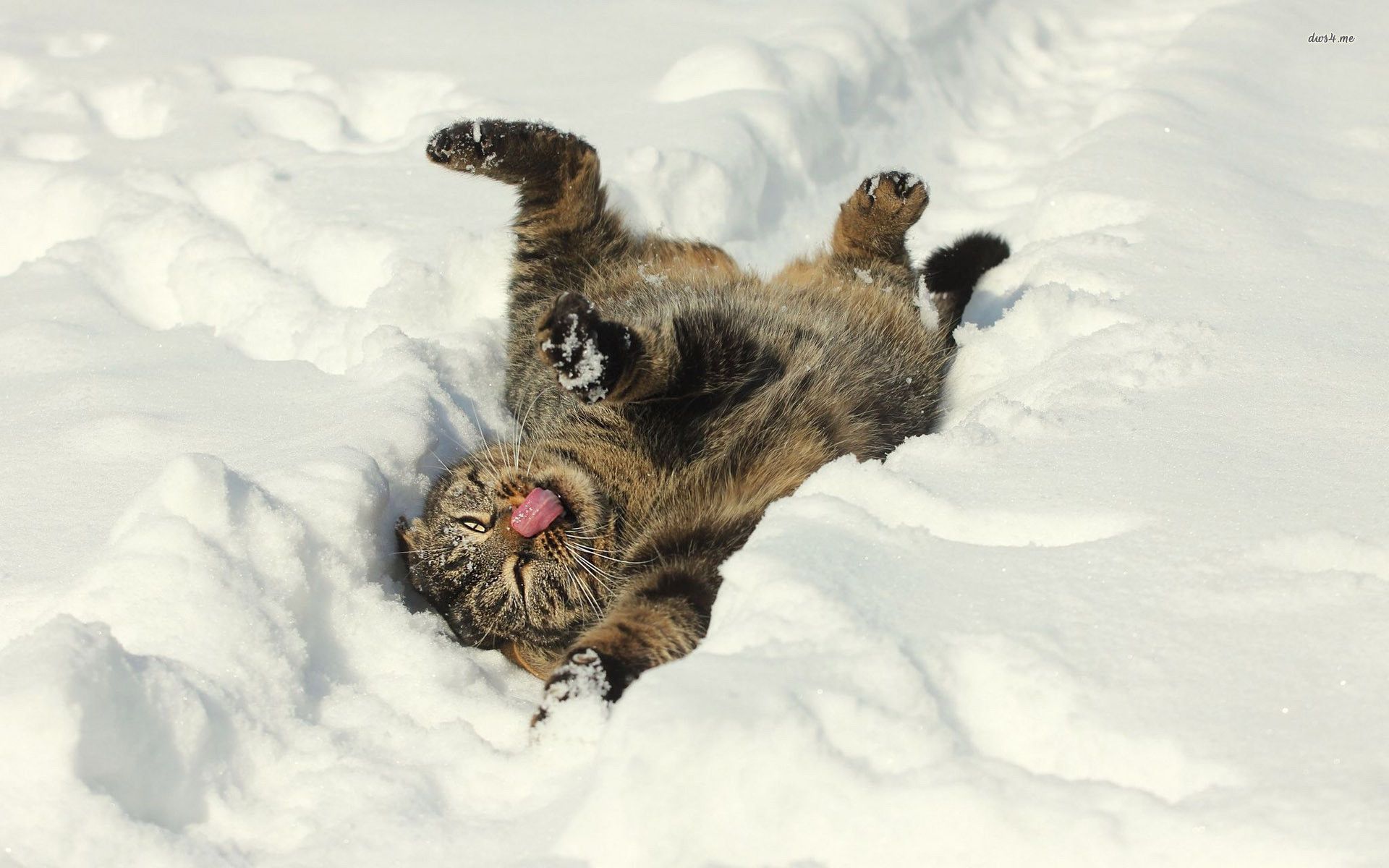 Funny Cat In The Snow Wallpaper Cat In Snow Wallpaper & Background Download