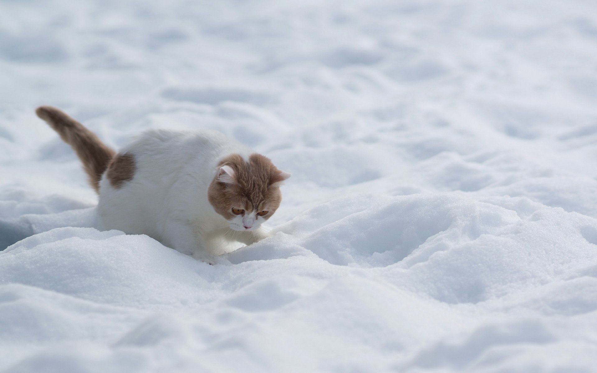 cat, White, Red, Snow, Winter, Kitten, Baby Wallpaper HD / Desktop and Mobile Background