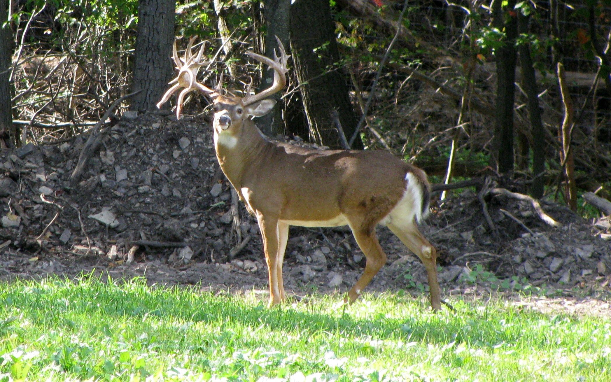 Whitetail Deer Background