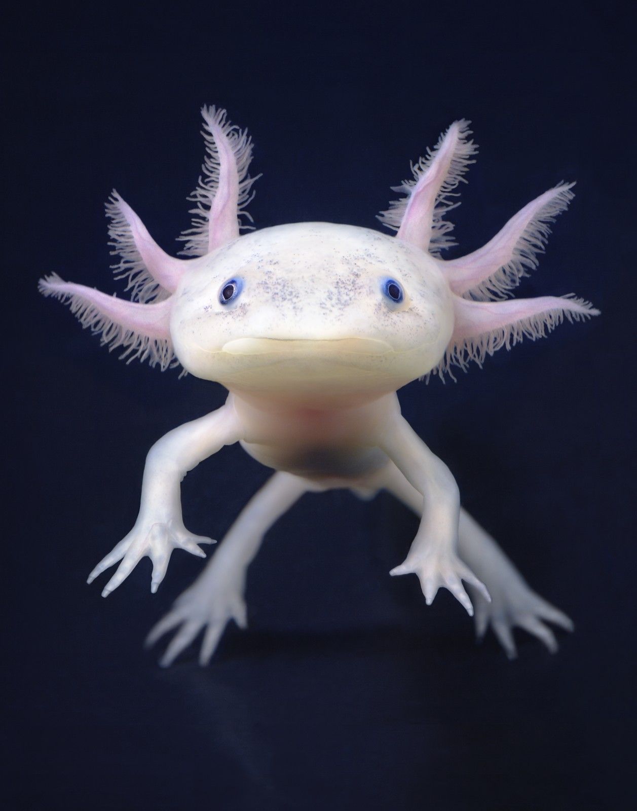 PsBattle: a floaty axolotl: photohopbattles