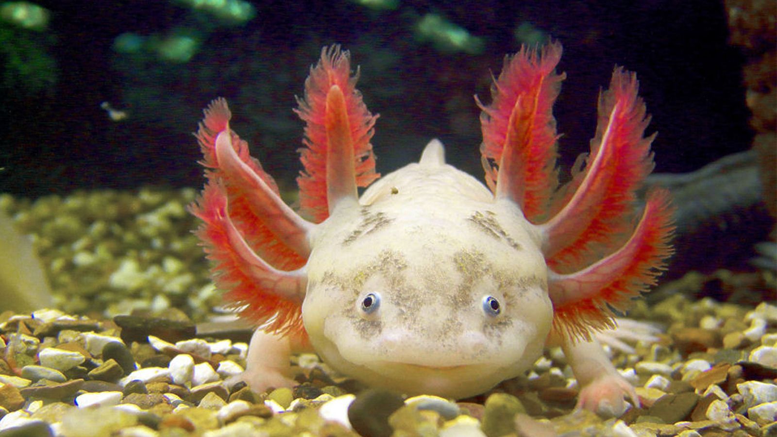 The Super Cute Axolotl Is Also A Ruthless Carnivore
