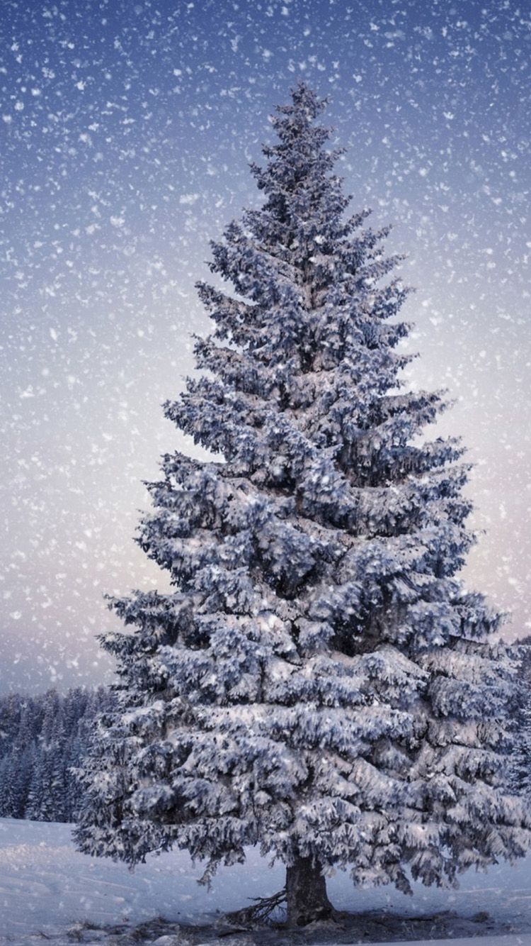 Christmas Tree In Snow Wallpapers