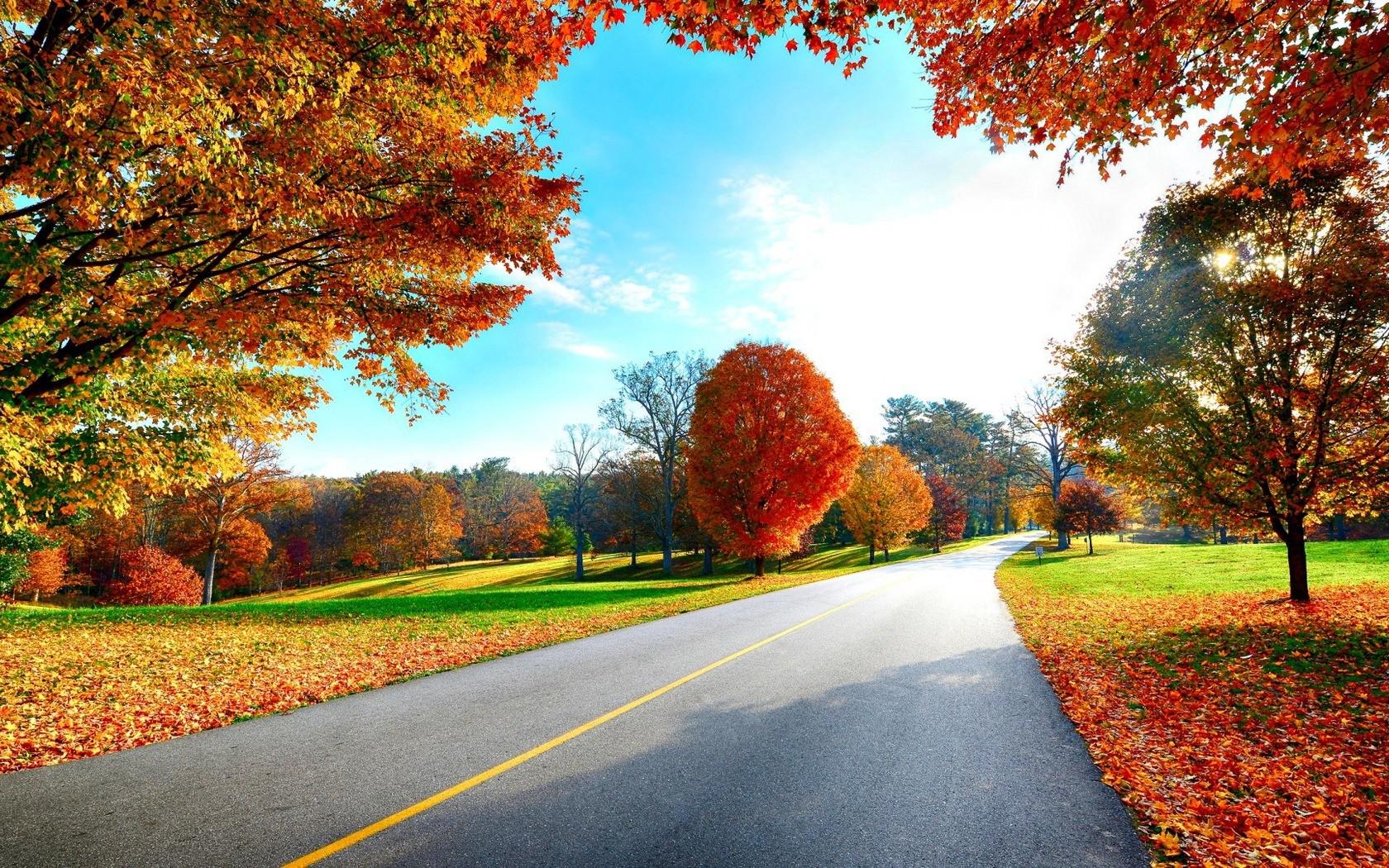 Hd Landscapes Nature Trees Autumn Background Picture Wallpaper For Desktop