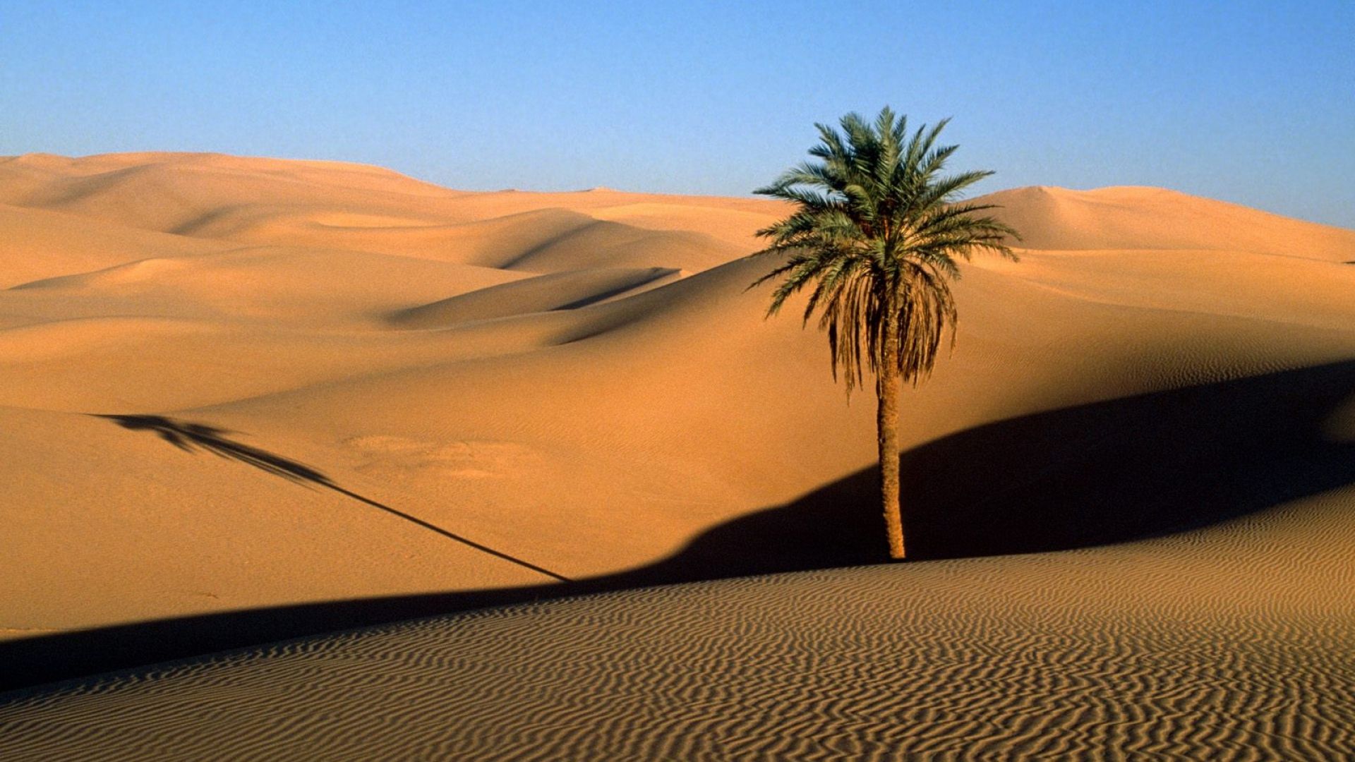 Download Wallpaper 1920x1080 desert, sand, dunes, palm tree, tree, shade, evening Full HD 1080p HD Background