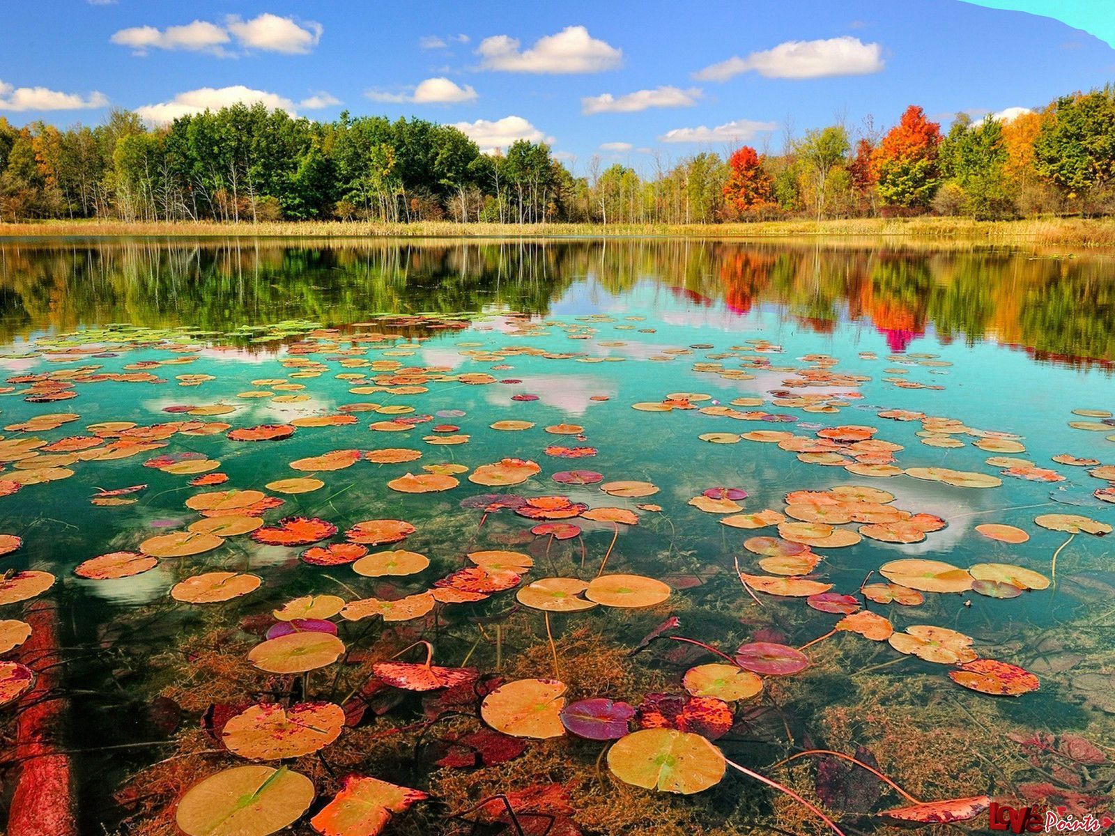 Nature. Live HD Wallpaper HQ Picture, Image, Photo & Background. Beautiful image nature, Nature desktop wallpaper, Nature picture