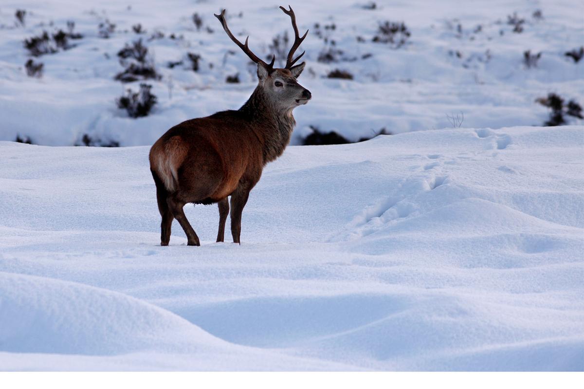 Stunning Photo of Scotland in Winter