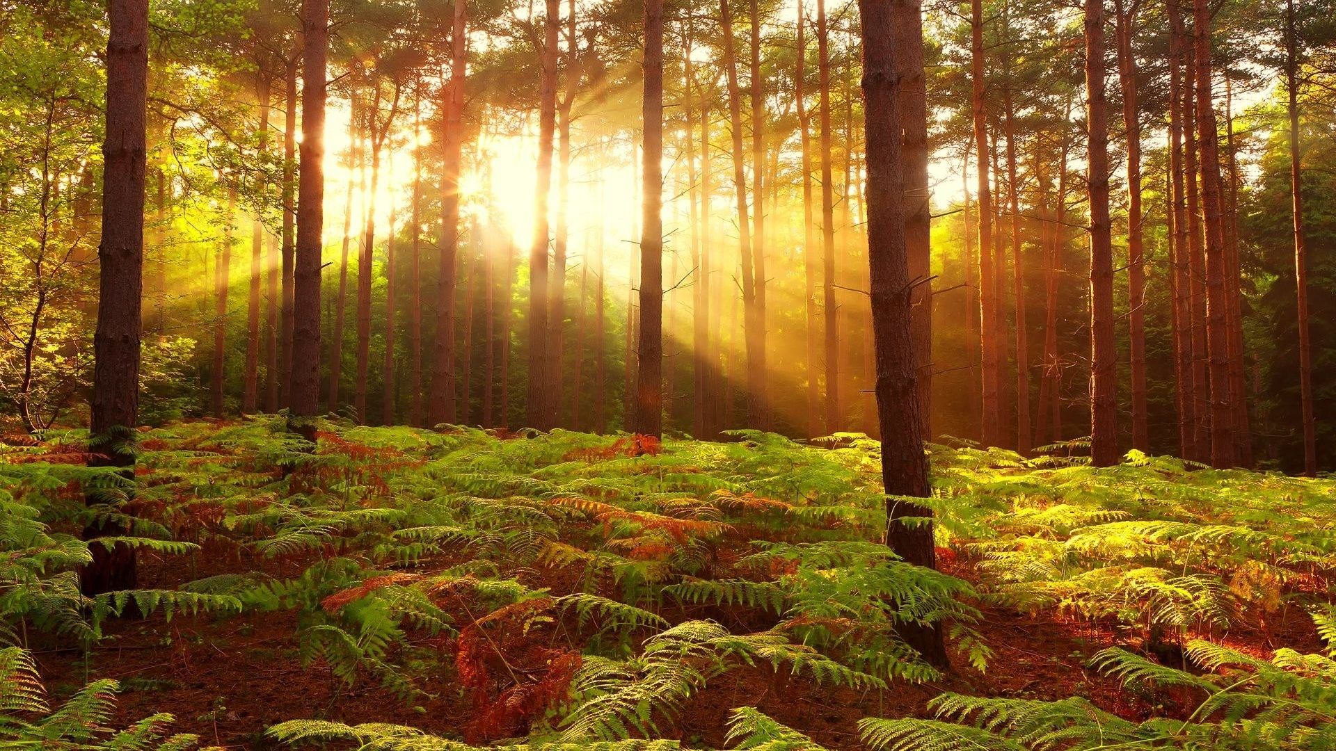 Nature Autumn Forest Tree Trees Landscape Fall Wallpaper Background Trees Wallpaper & Background Download