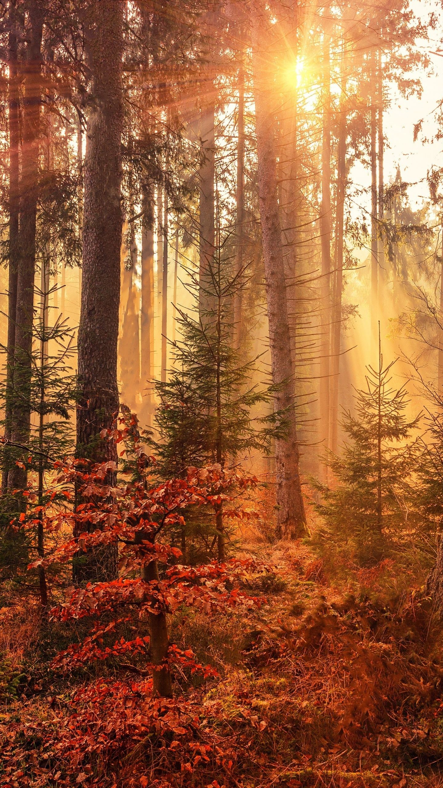 Sunbeams, Autumn, Tree, Forest, Wallpaper Galaxy S8 Autumn