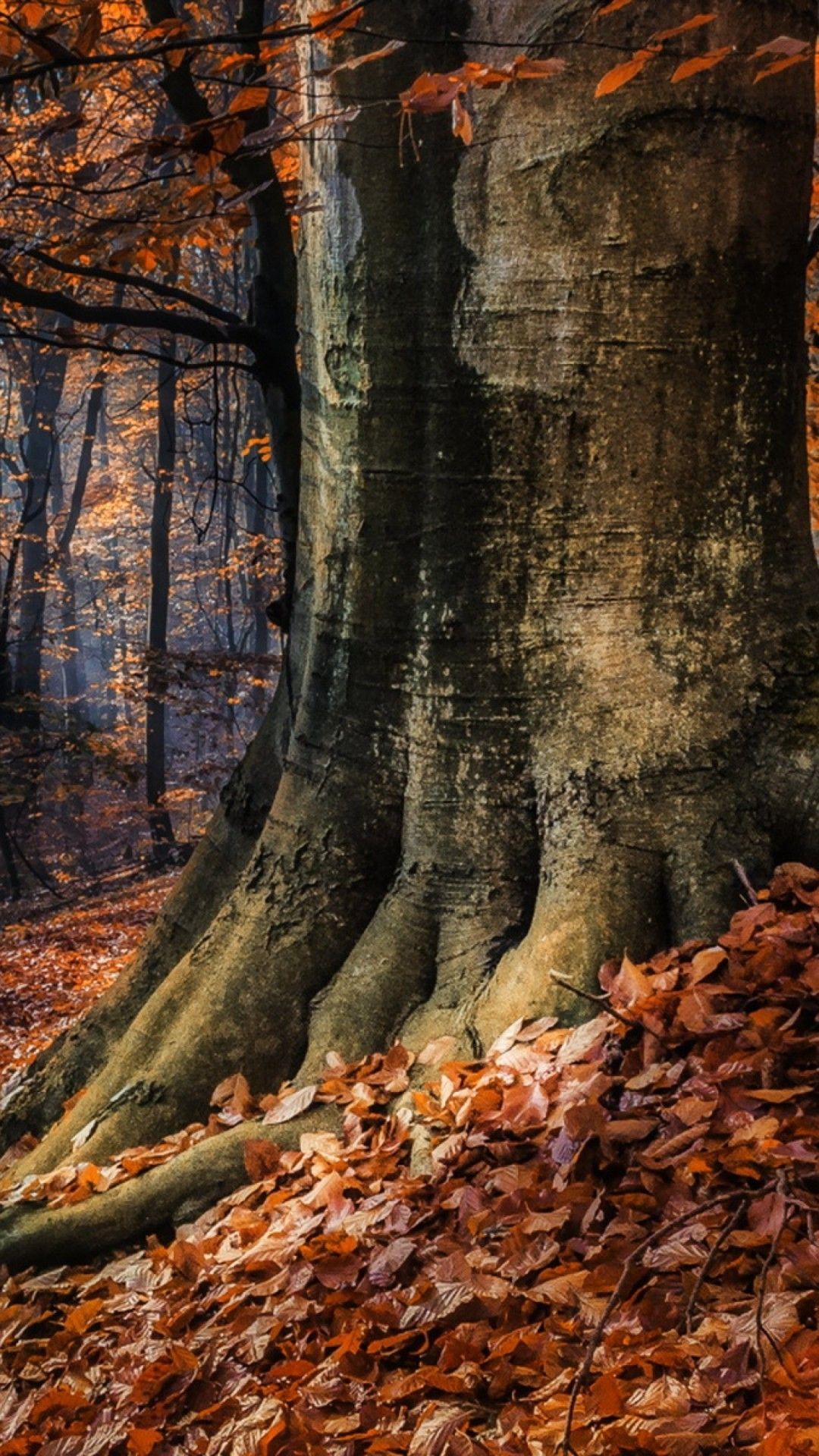 Autumn HD Wallpaper for iPhone 7