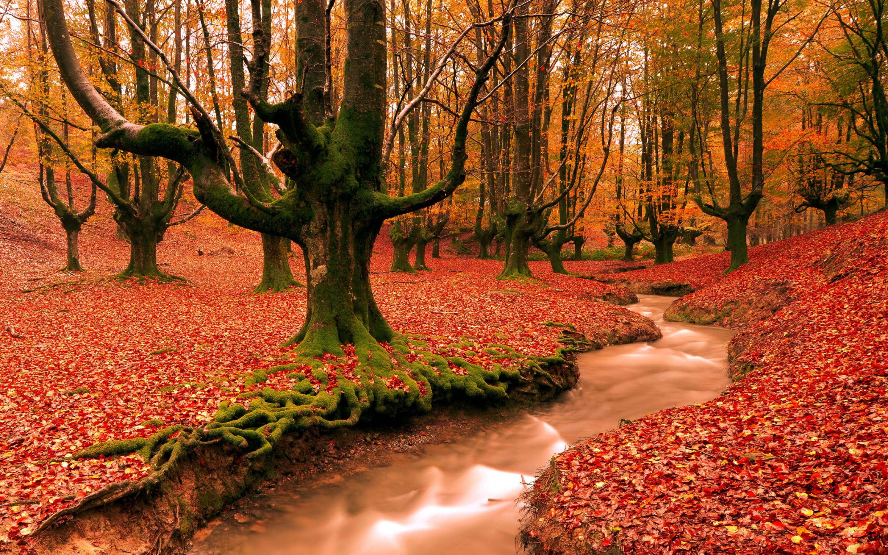 Autumn Red Forest Trees Wallpaper