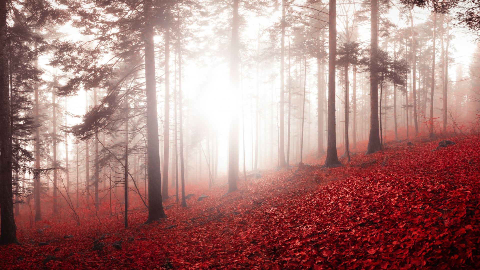 Desktop wallpaper forest, trees, autumn, nature, swiss, HD image, picture, background, 61d93D