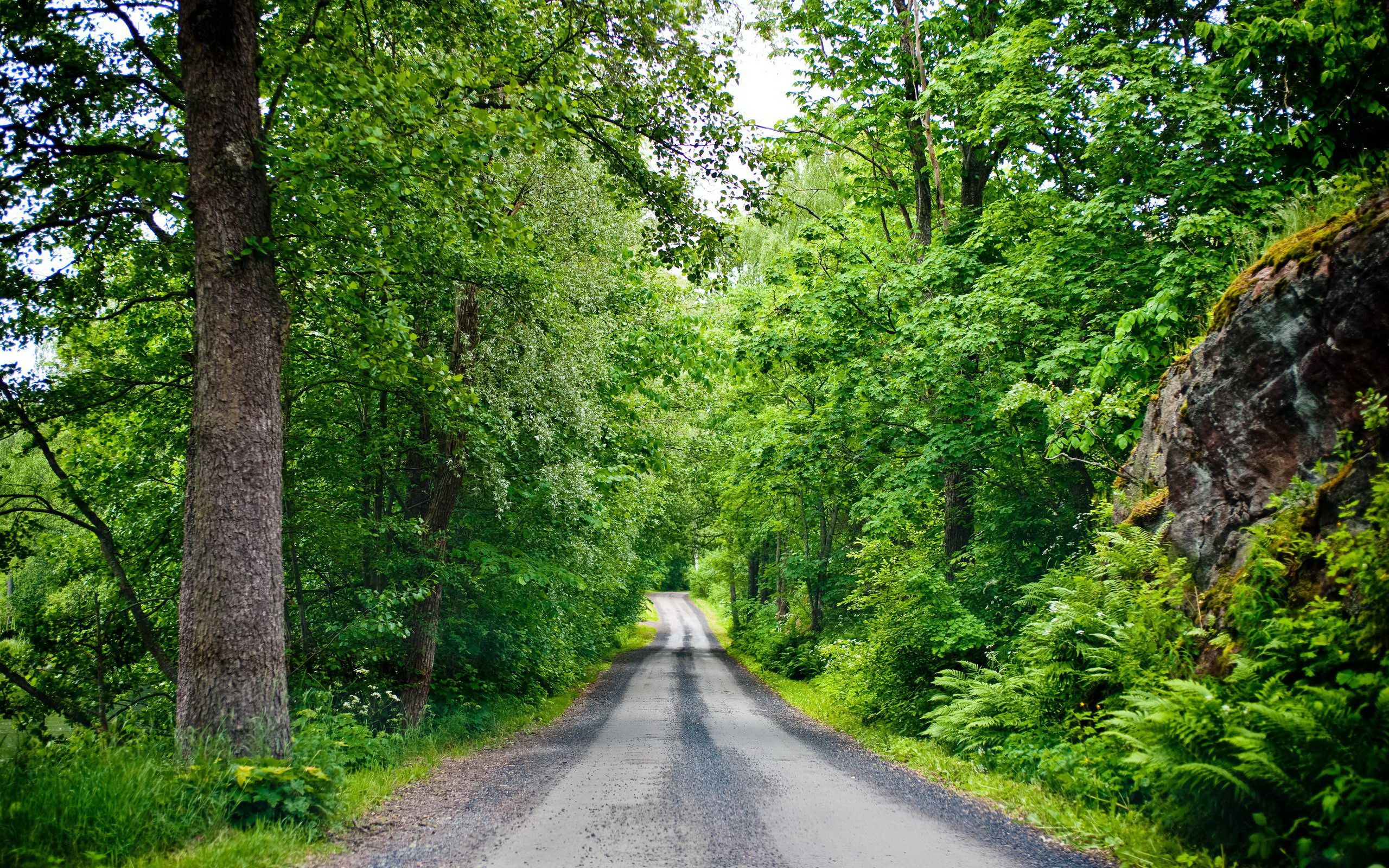 Download wallpaper: road in Forest, trees, green Forest, photo