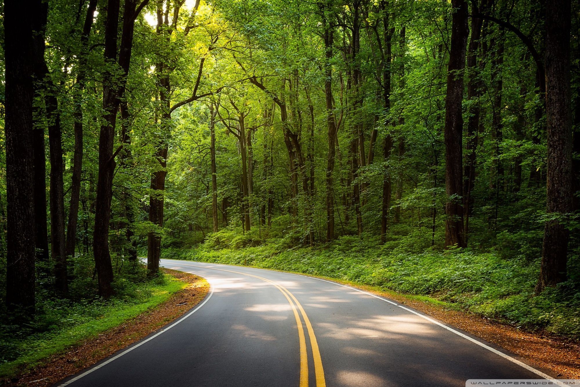 Green Forest Trees Road HD Wallpapers - Wallpaper Cave