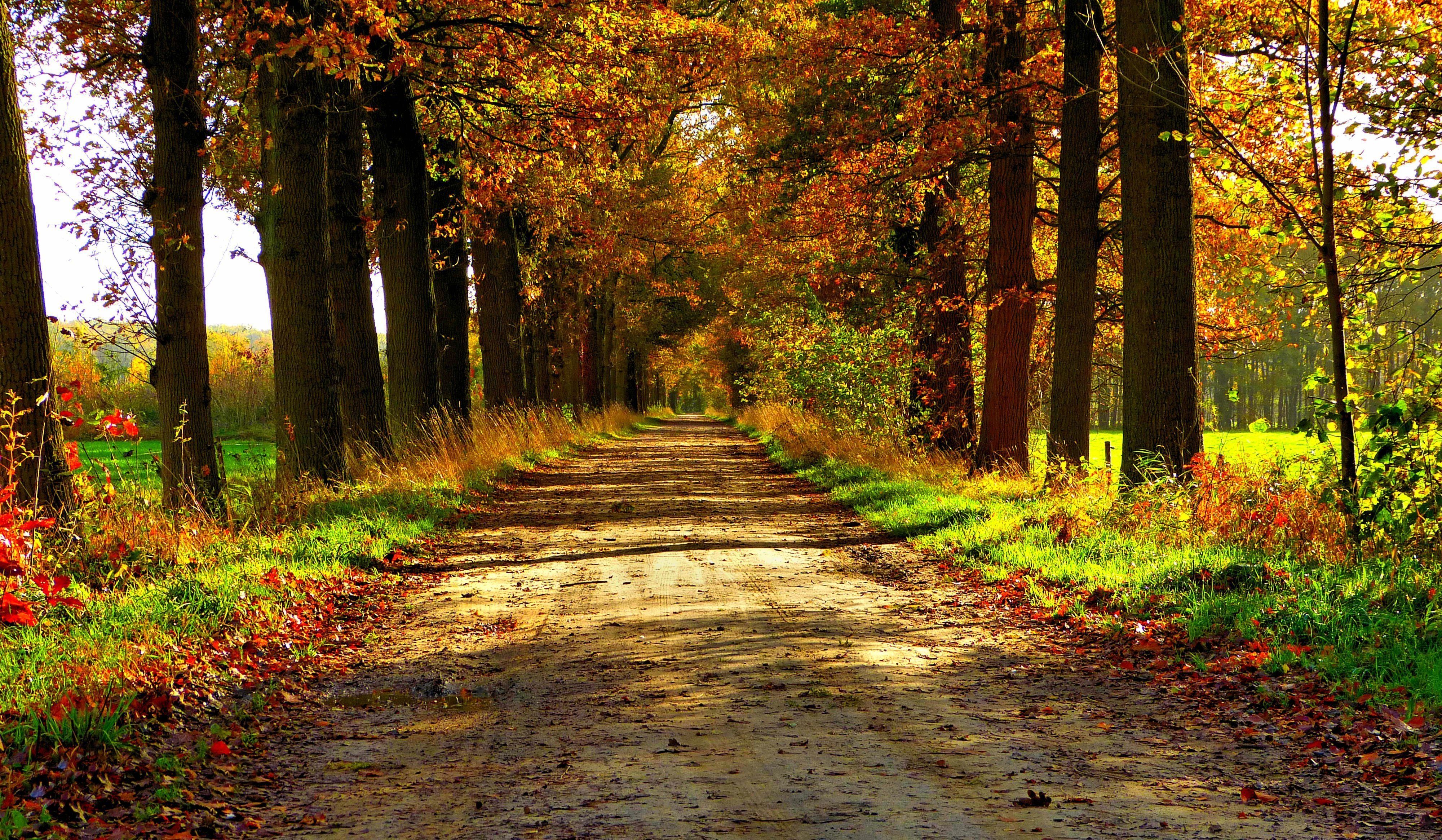 Autumn nature forest path park colorful leaves trees road wallpaperx2330