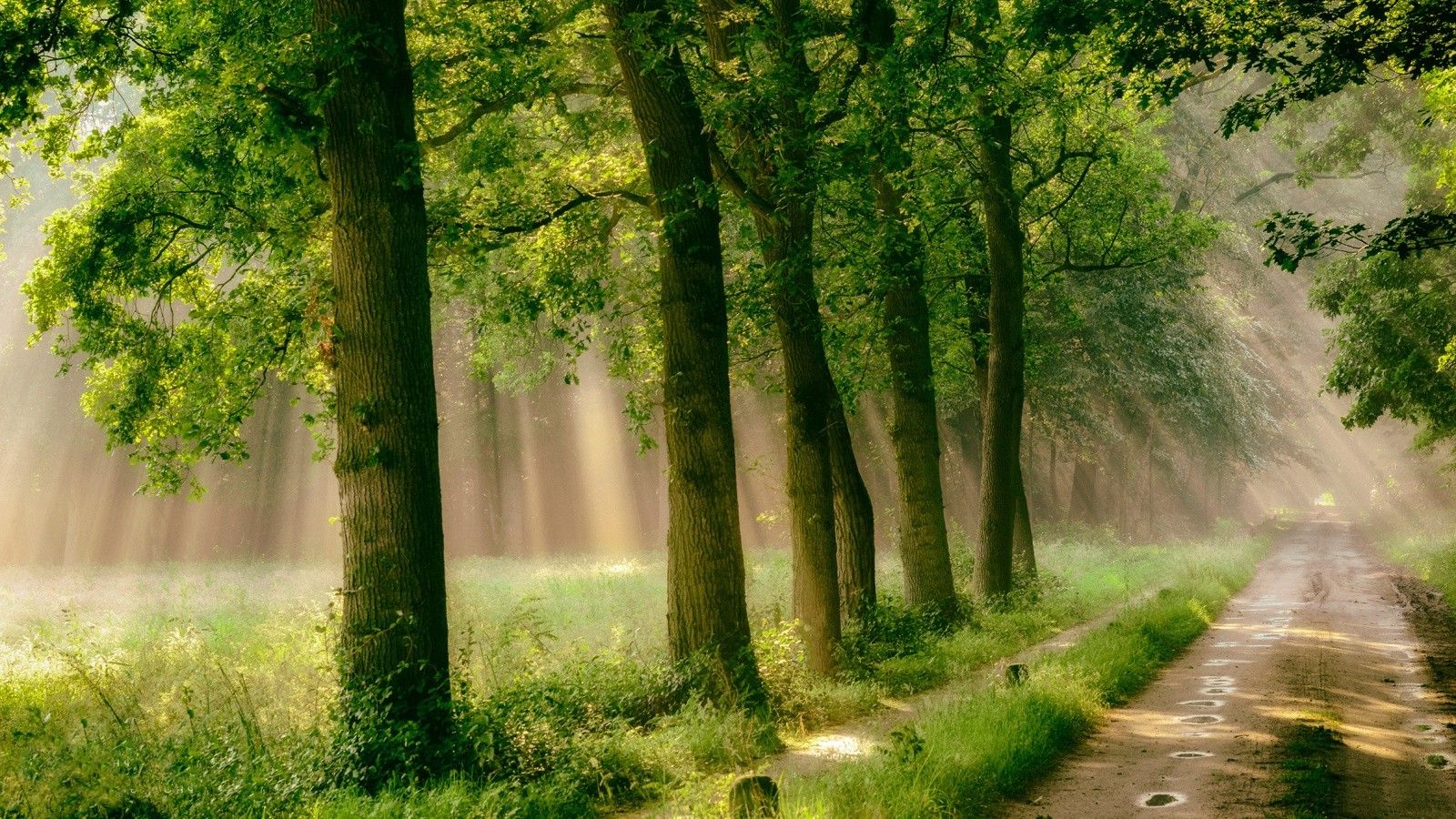forest, Road, Trees, Grass, Mist, Path, Rain, Sunlight, Nature, Landscape, Green Wallpaper HD / Desktop and Mobile Background
