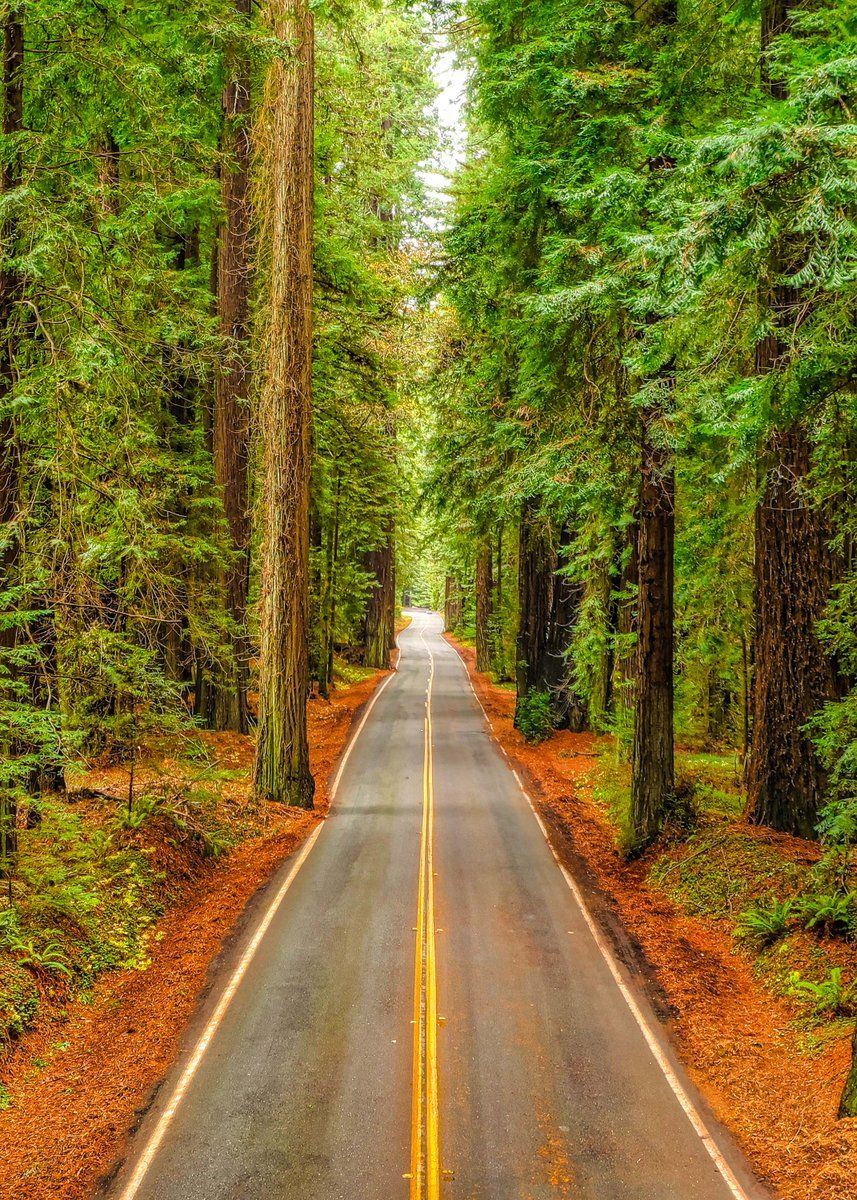 HD Wallpaper By: Cameron Venti #DownloadTheApp #trees #road #path #way #forest #green #nature #photooftheday #beautiful #wonderful #amazing #awesome #HDWallpaper # wallpaper #Download