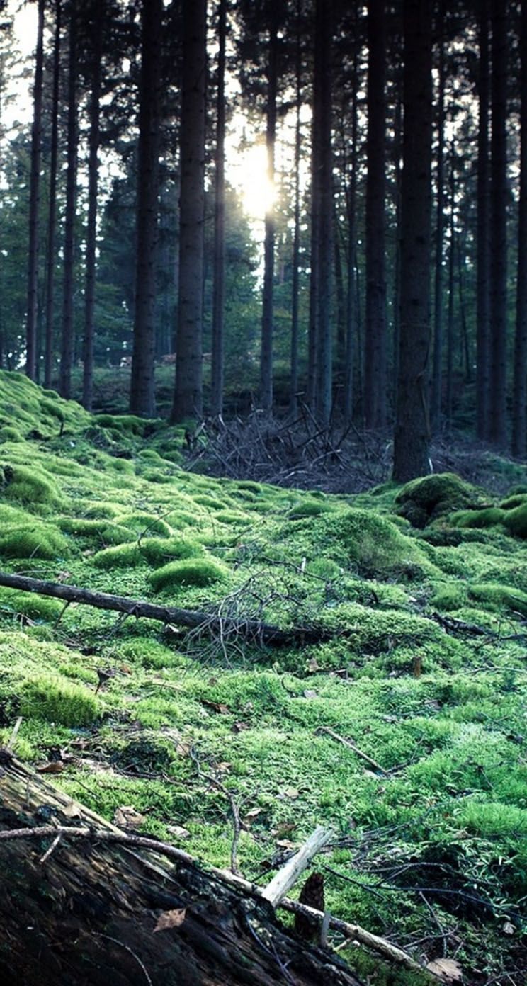 The iPhone Wallpaper Forest Grass Fallen Bole