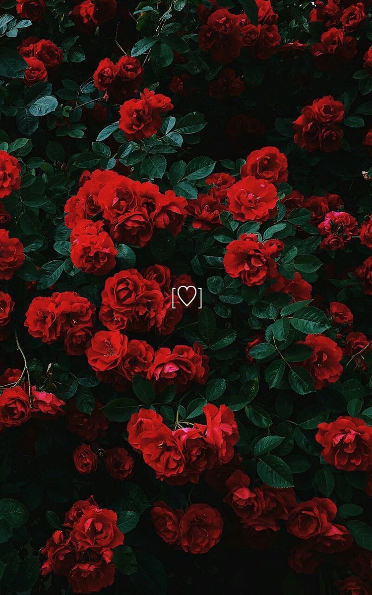 Free download aesthetic wallpapers flowers red roses with heart fits perfectly on [750x1200] for your Desktop, Mobile & Tablet