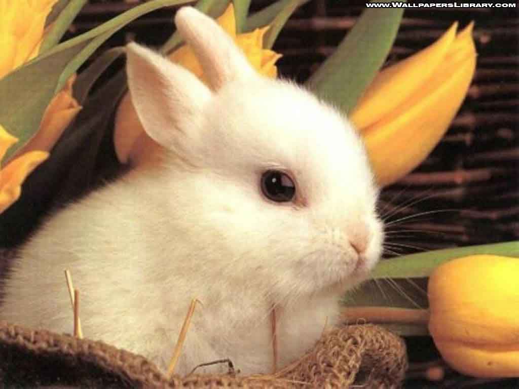 Rabbit Wallpaper For Desktop