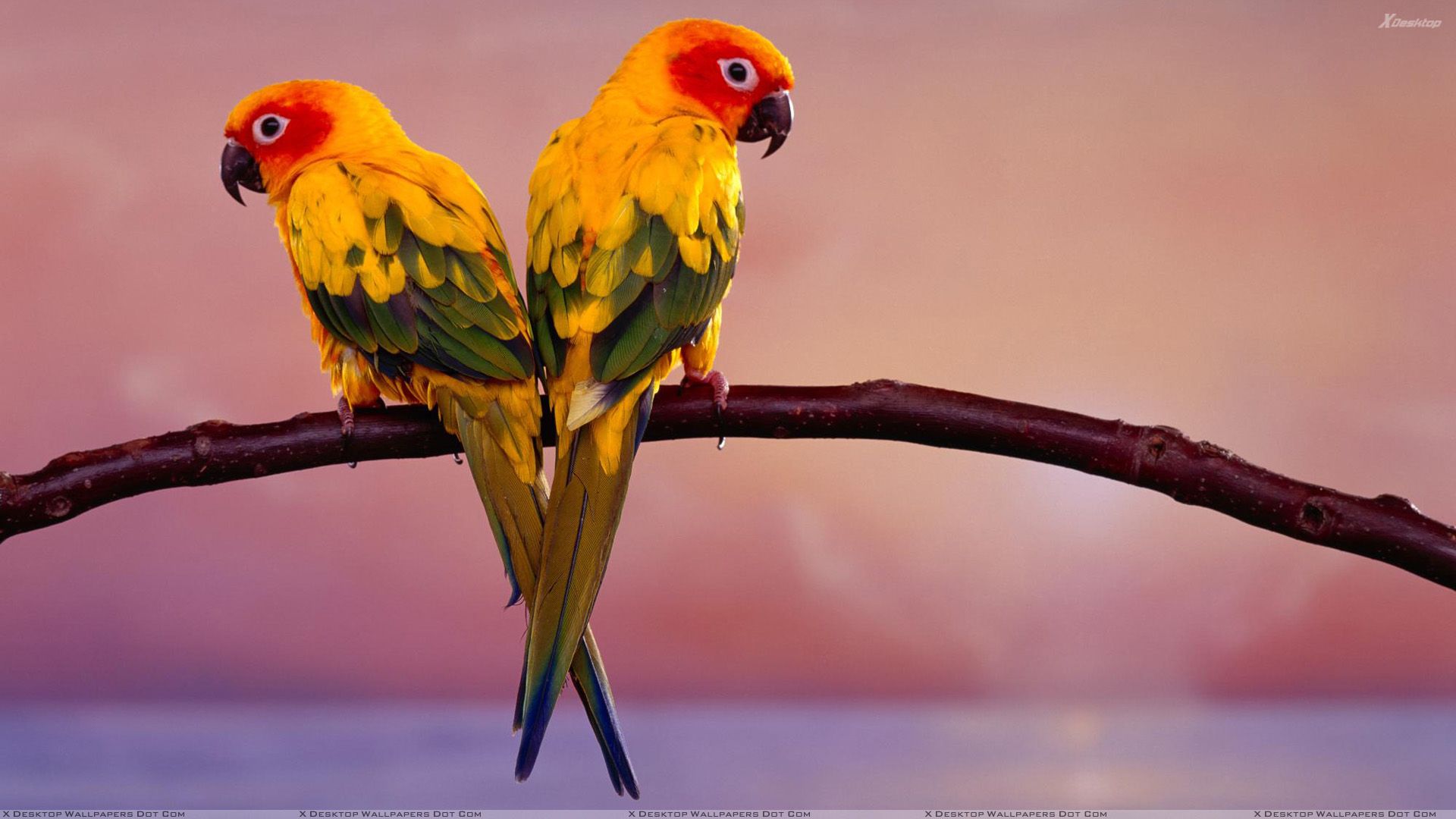 Two Lovely Yellow Birds Sitting On A Branch Wallpaper