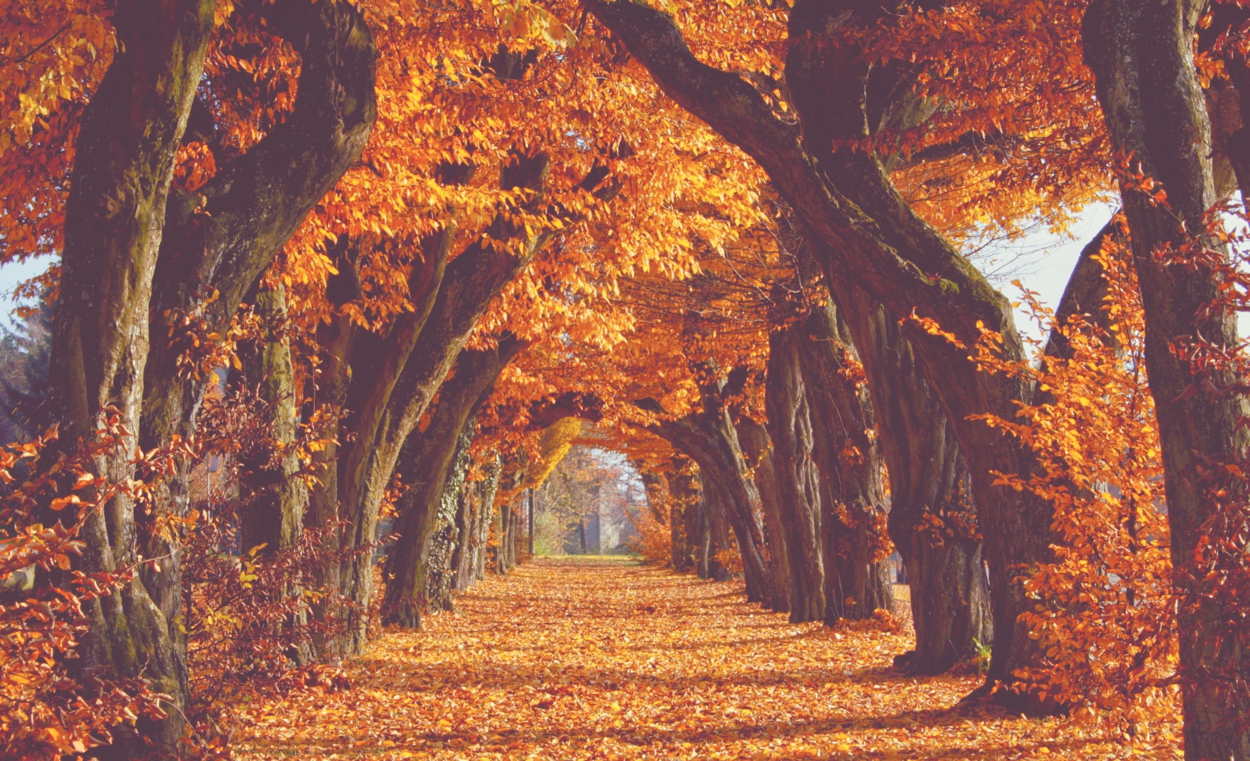 My Image / Photohoot / Music Video (Kerry Page). Autumn scenery, Autumn wallpaper hd, Fall picture